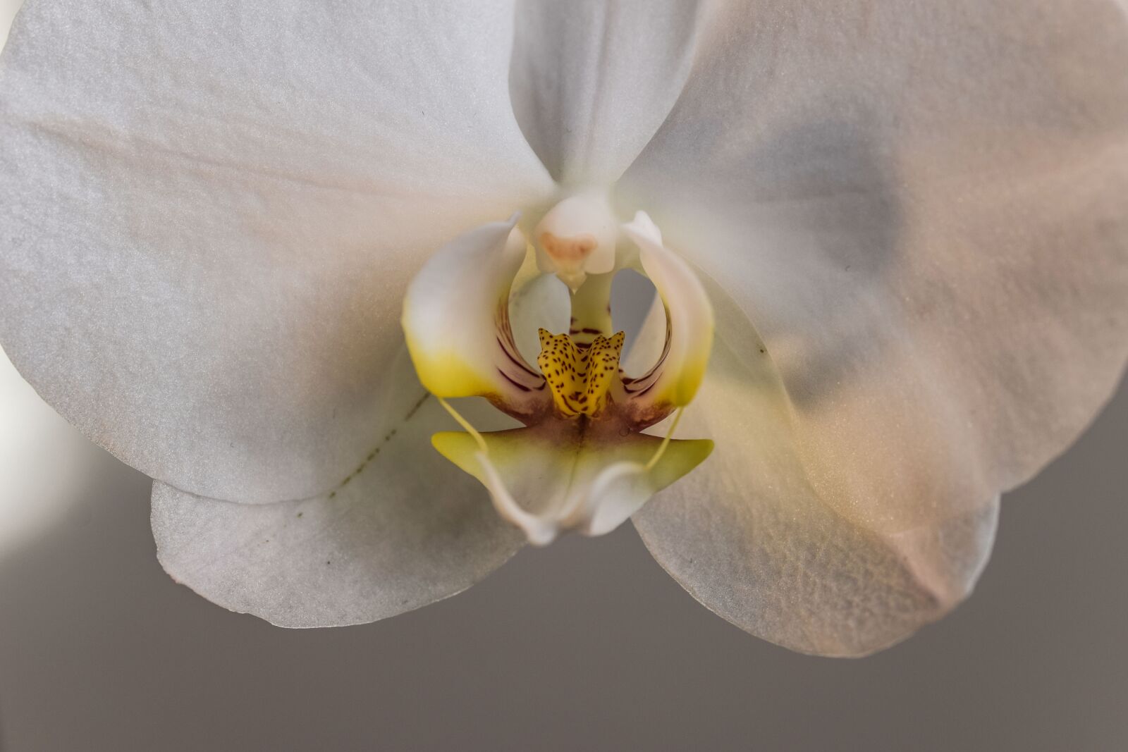 Nikon D5300 sample photo. Macro, flower, in bloom photography