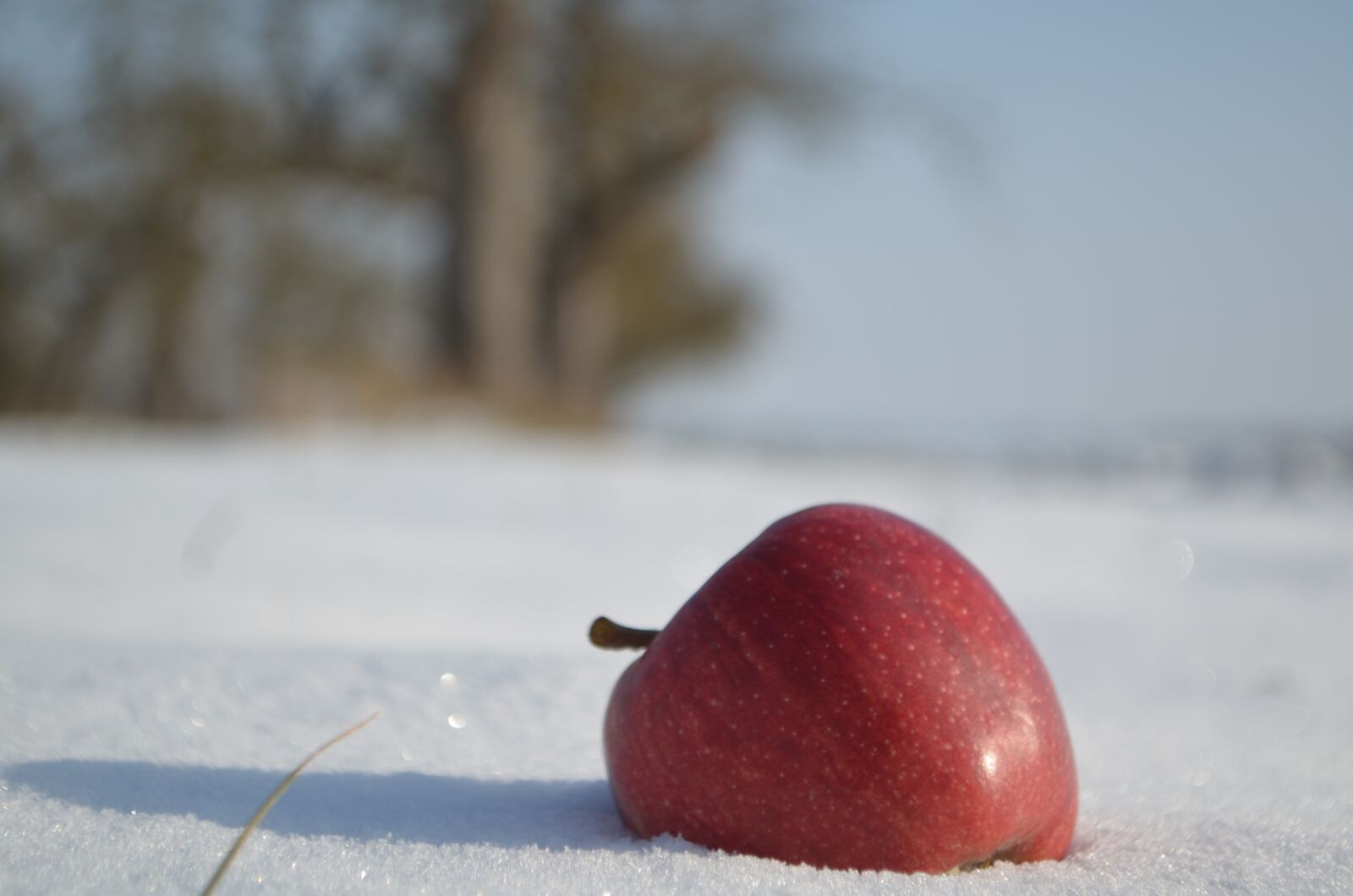 Nikon D5100 sample photo. Apple, winter, snow photography