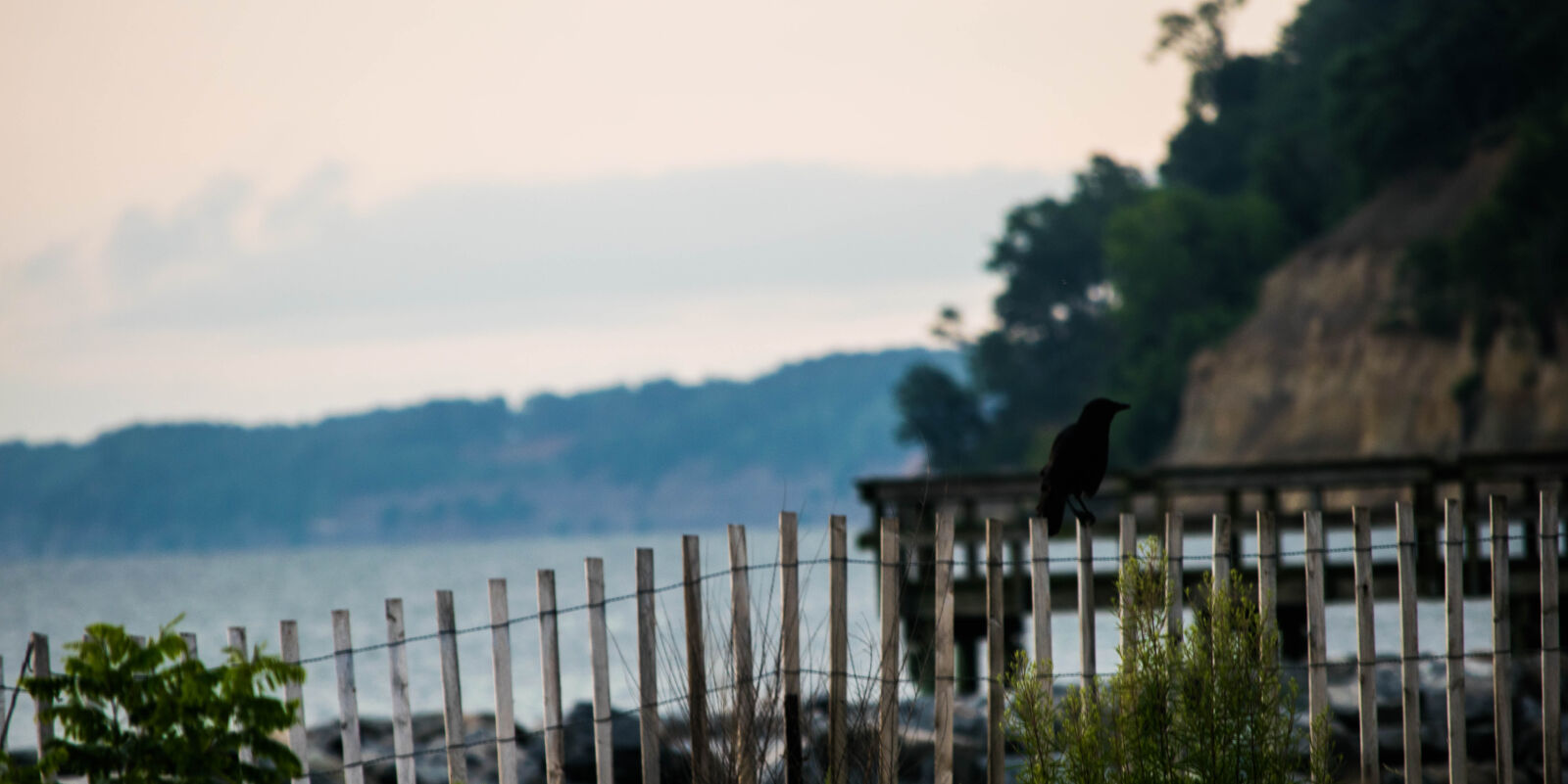 Nikon D3300 sample photo. Bird, crow, fence, raven photography