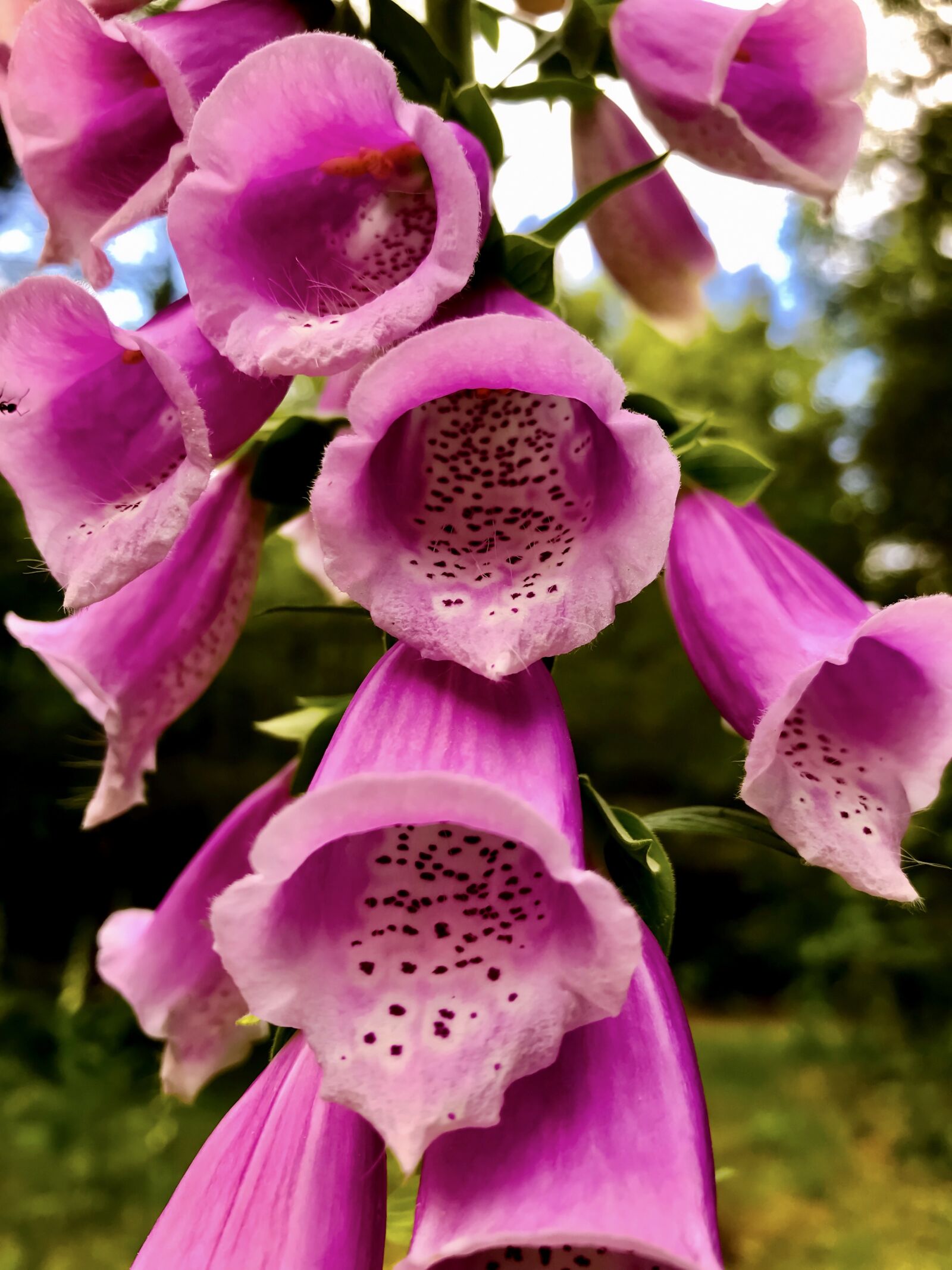 iPhone 7 back camera 3.99mm f/1.8 sample photo. Flowers, thimble, digitalis purpurea photography