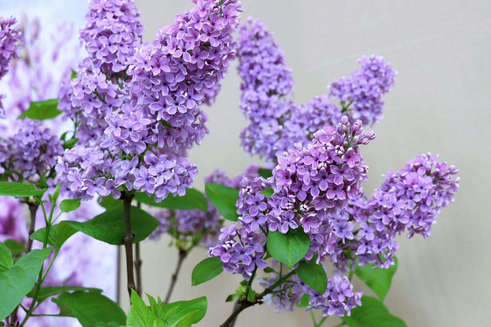 Canon EOS 77D (EOS 9000D / EOS 770D) sample photo. Lilac, spring, flowers photography
