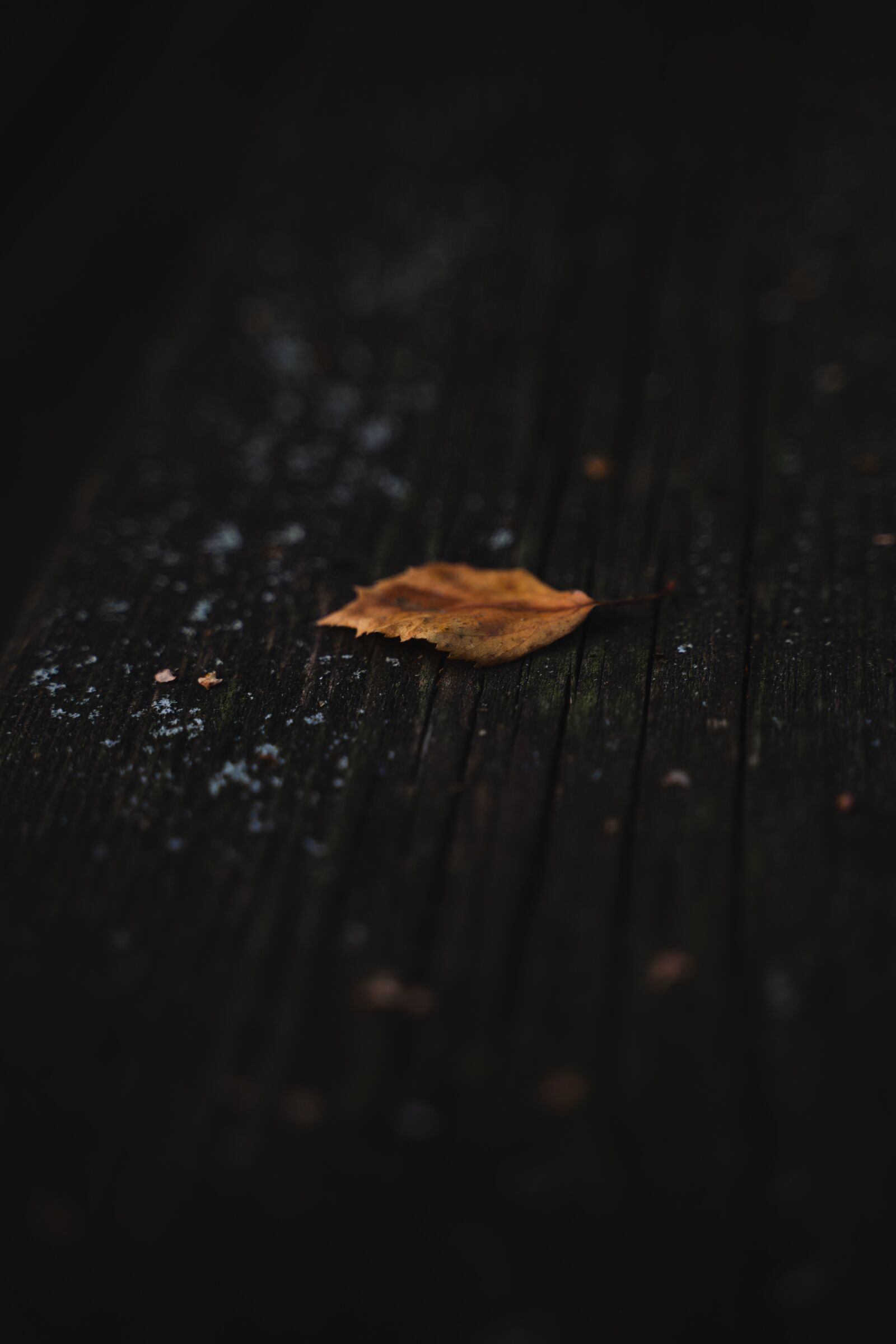 Sony a7 III + Tamron 28-75mm F2.8 Di III RXD sample photo. Autumn, leaf, forest photography