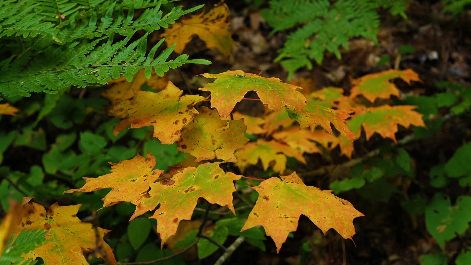 Panasonic Lumix DMC-GH4 sample photo. Leaf, fall, nature photography