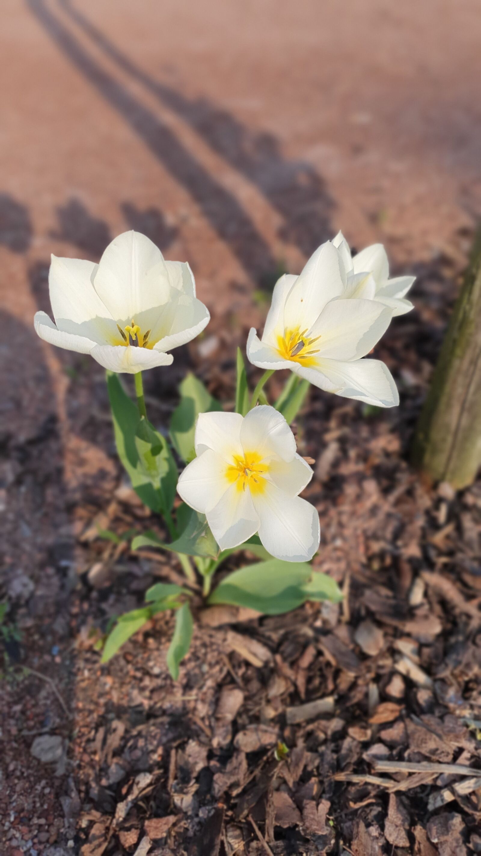Samsung Galaxy S10 sample photo. Flower, plant, blossom photography