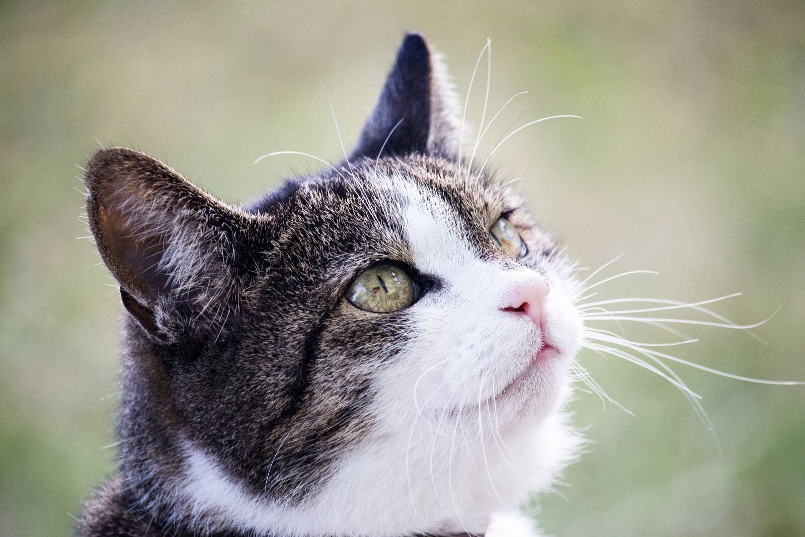 Canon EOS 80D sample photo. Cat, domestic cat, mammal photography