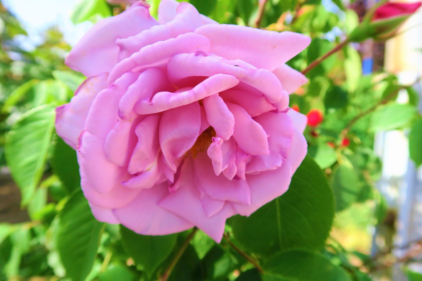 Canon PowerShot G7 X sample photo. Rose, roses, nature photography