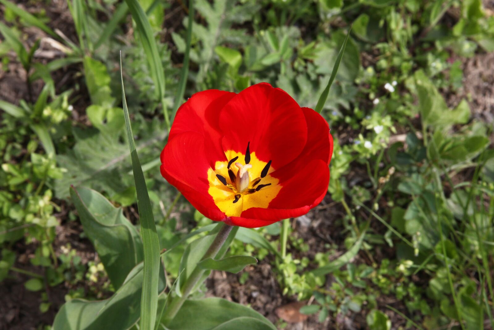 Canon EOS 5D Mark II sample photo. Red flower, tulip, garden photography