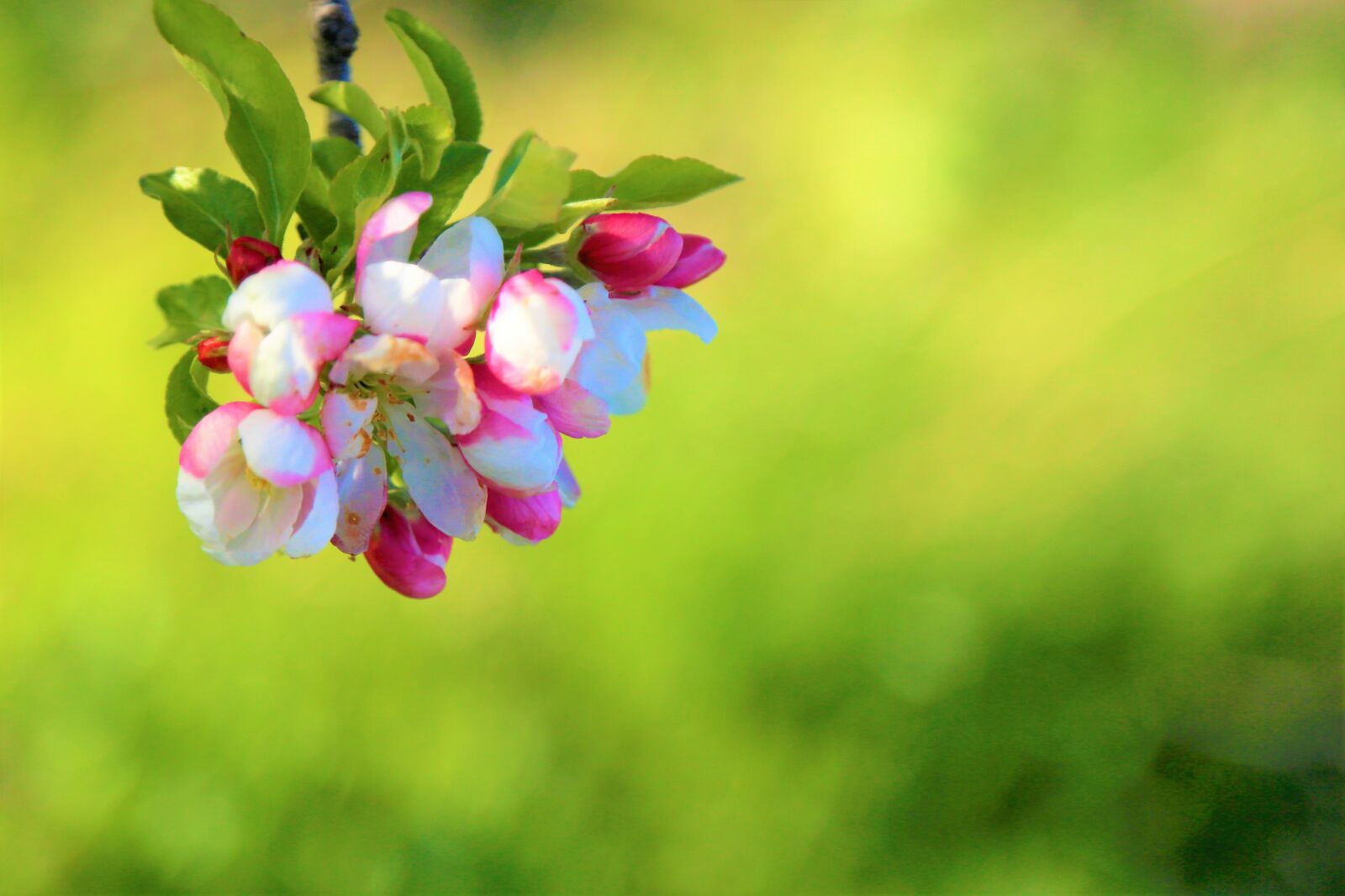 Canon EF 24-105mm F4L IS USM sample photo. Background, flowers, spring photography