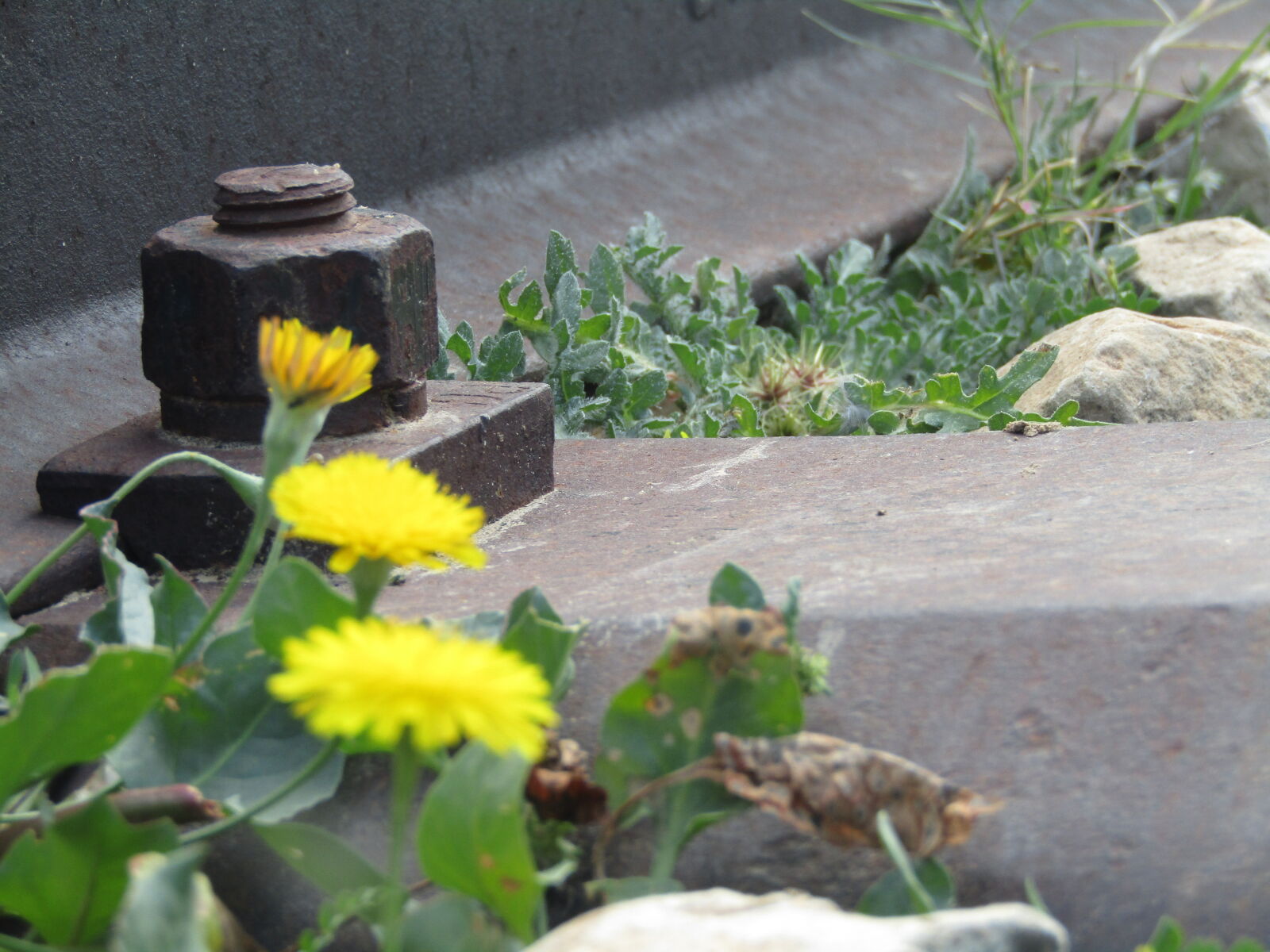 Canon PowerShot SX410 IS sample photo. Beautiful, flowers, hd, wallpaper photography