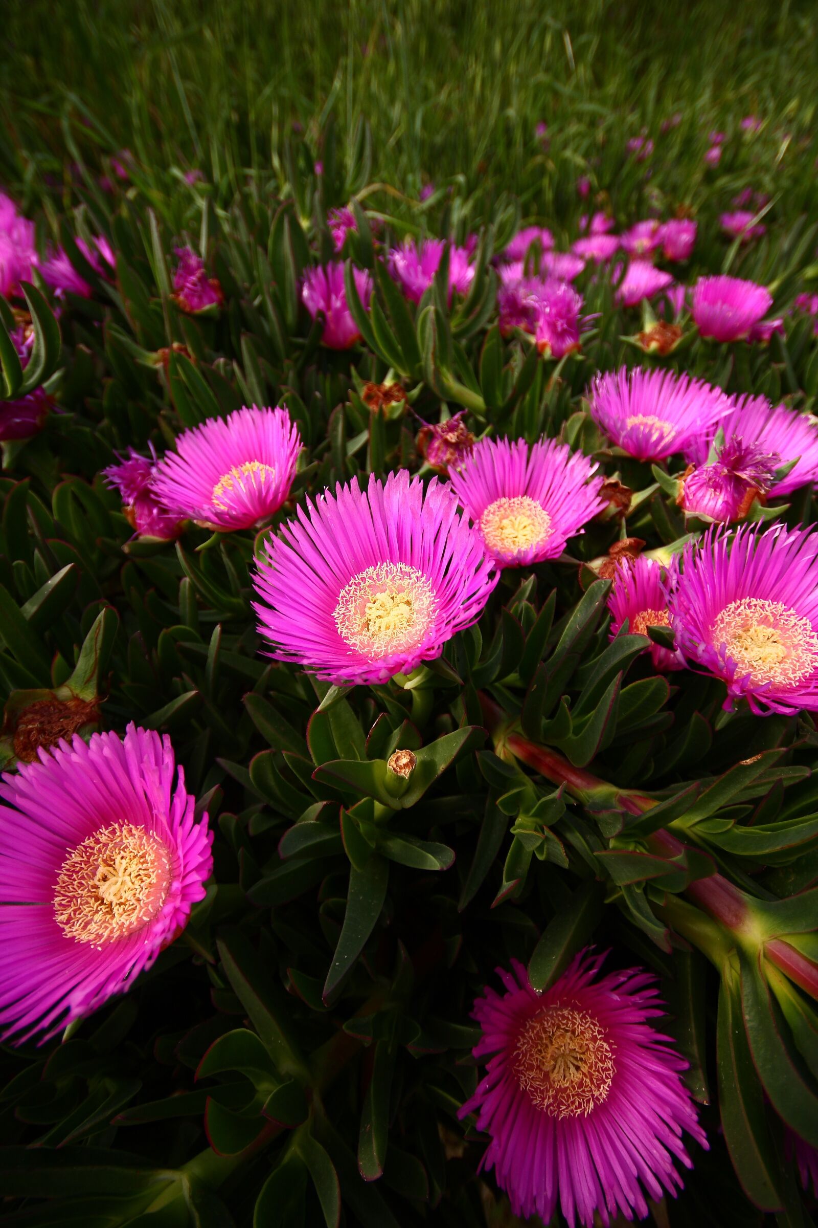 Canon EOS 40D sample photo. Flower, macro, purple photography