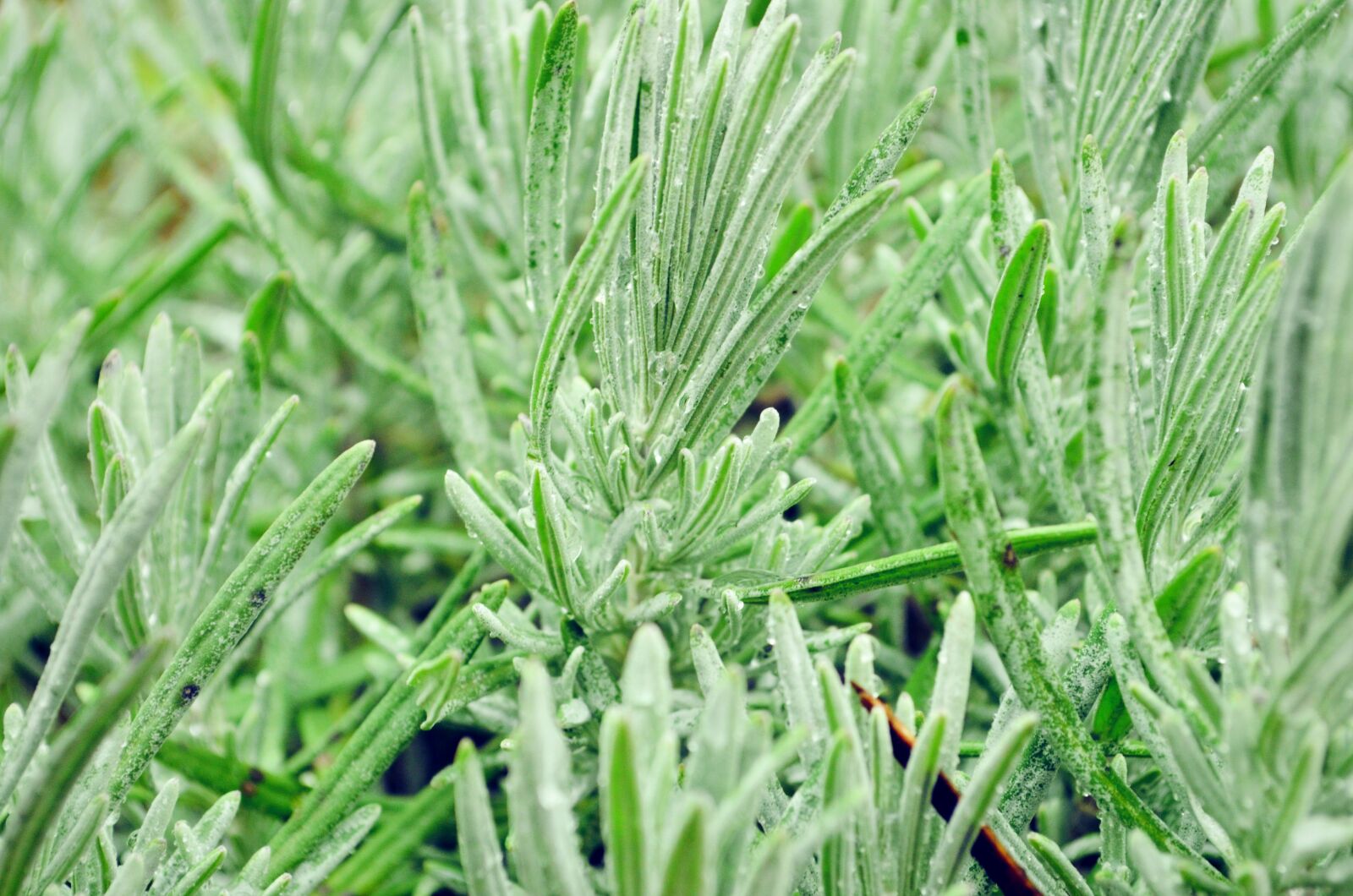 Nikon D5100 sample photo. Plant, frozen, ice photography
