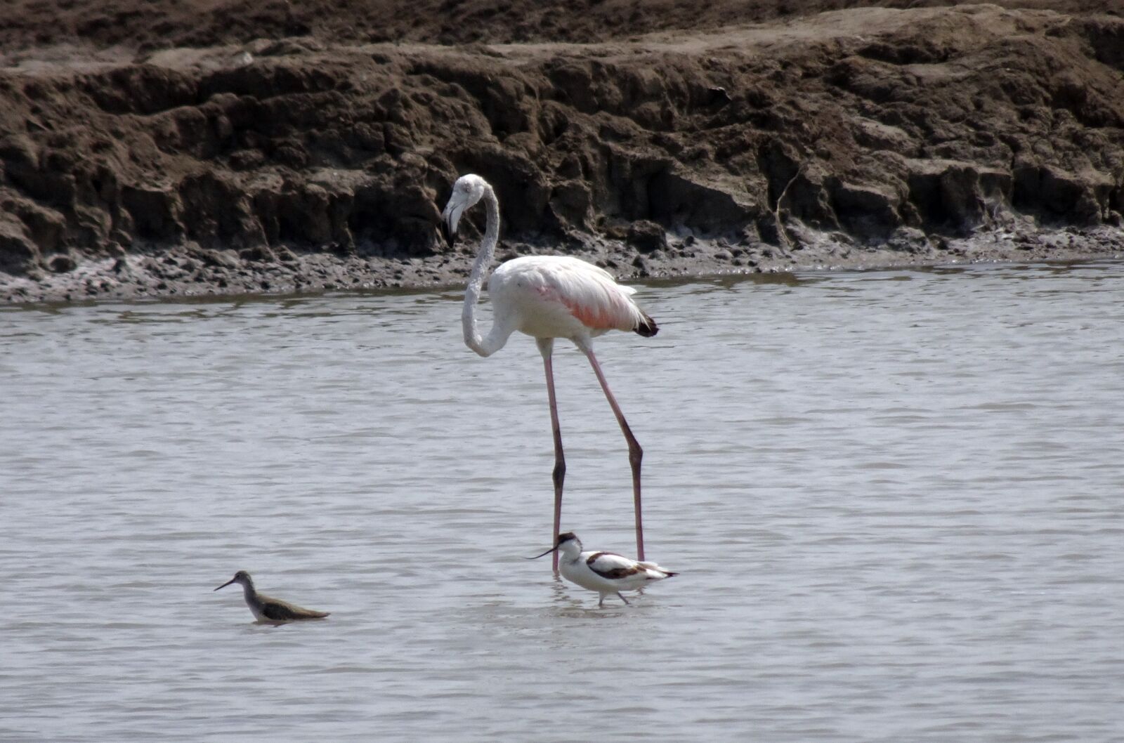 Sony Cyber-shot DSC-HX90V sample photo. Bird, greater flamingo, juvenile photography