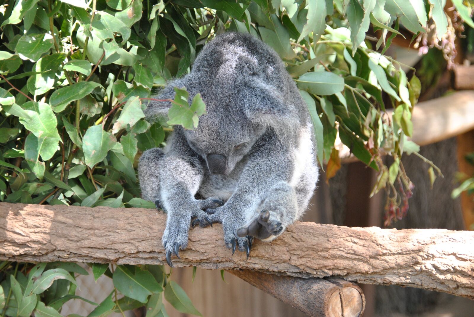 Nikon D3000 sample photo. Brisbane, zoo, koala photography