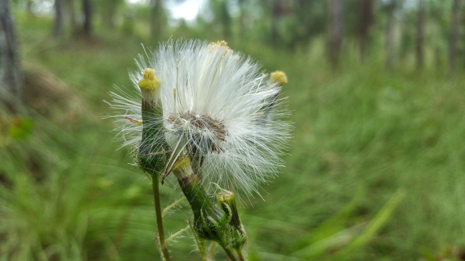 Samsung Galaxy Note4 sample photo. Nature, flora, dandelion photography