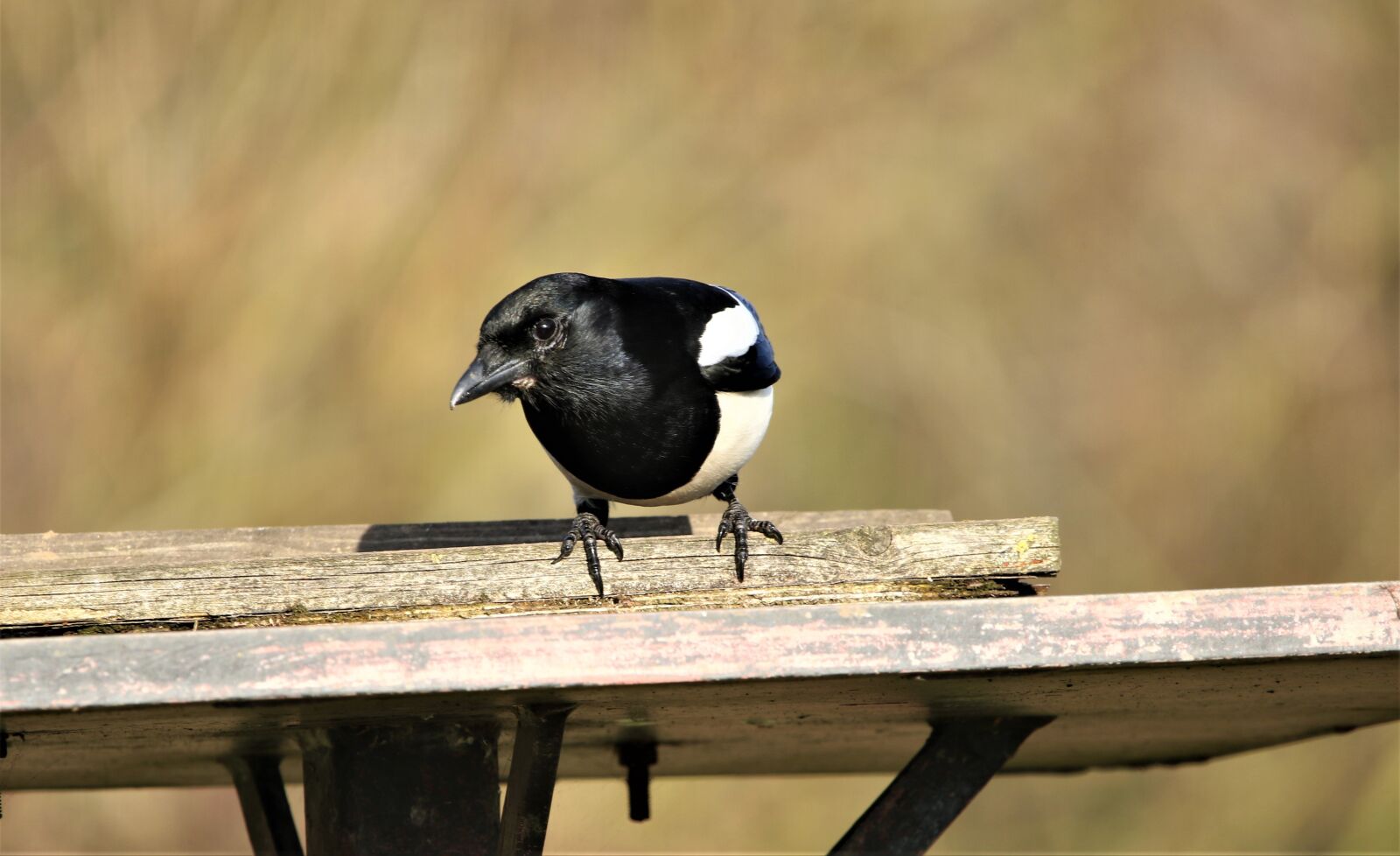 150-600mm F5-6.3 DG OS HSM | Contemporary 015 sample photo. Magpie, nature, bird photography