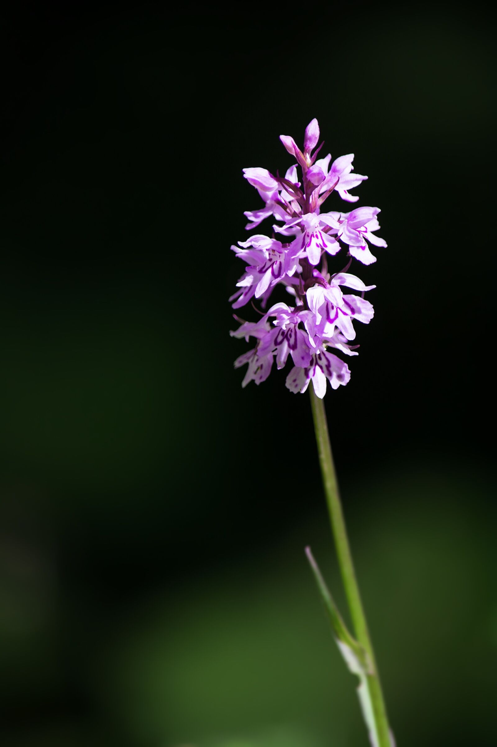 Nikon D7100 sample photo. Heath spotted orchid, orchid photography