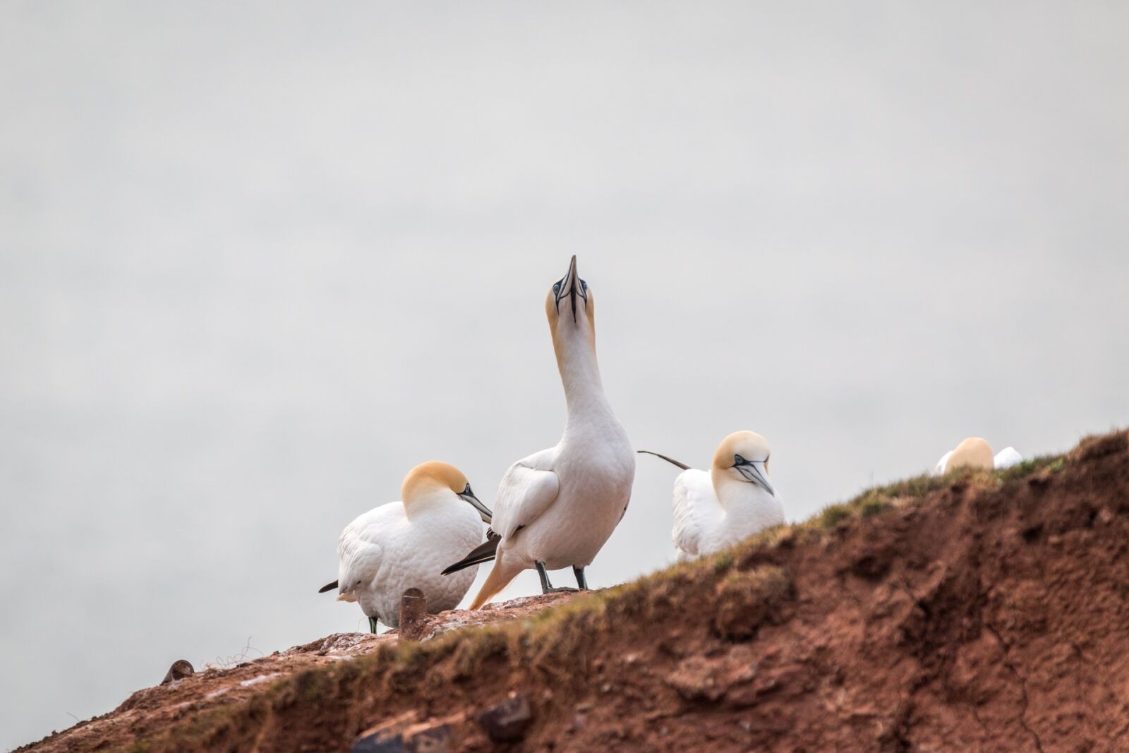 Canon EOS 70D + 150-600mm F5-6.3 DG OS HSM | Contemporary 015 sample photo. Northern gannet, boobies, morus photography