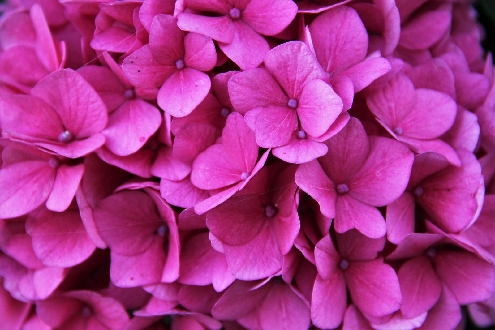 Canon EOS 550D (EOS Rebel T2i / EOS Kiss X4) sample photo. Hydrangea, blossom, bloom photography