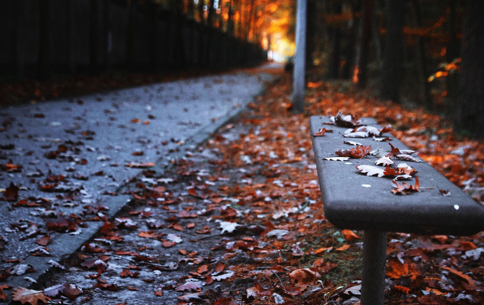 Canon EOS 50D sample photo. Bench, autumn, the path photography