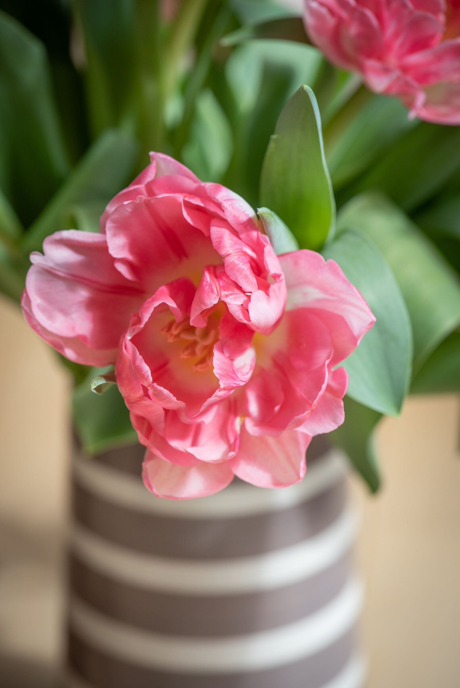Nikon D750 sample photo. Flower, blossom, bloom photography