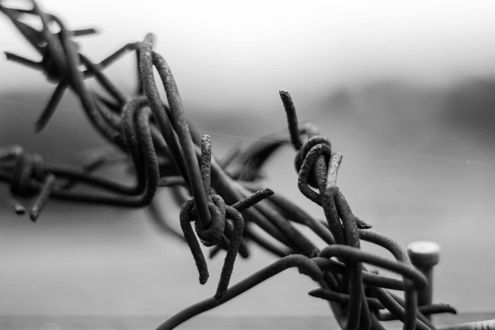 Canon EOS 700D (EOS Rebel T5i / EOS Kiss X7i) + Canon EF 50mm F1.8 STM sample photo. Wire, prison, the depth photography