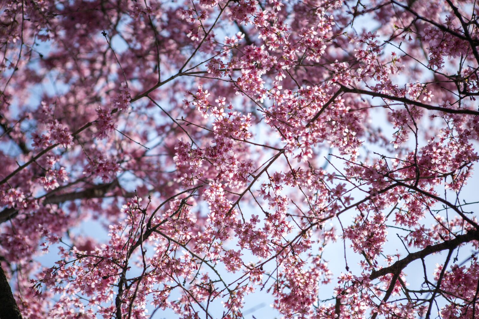 Canon EF 24-70mm F2.8L USM sample photo. Cherry, branch, tree photography