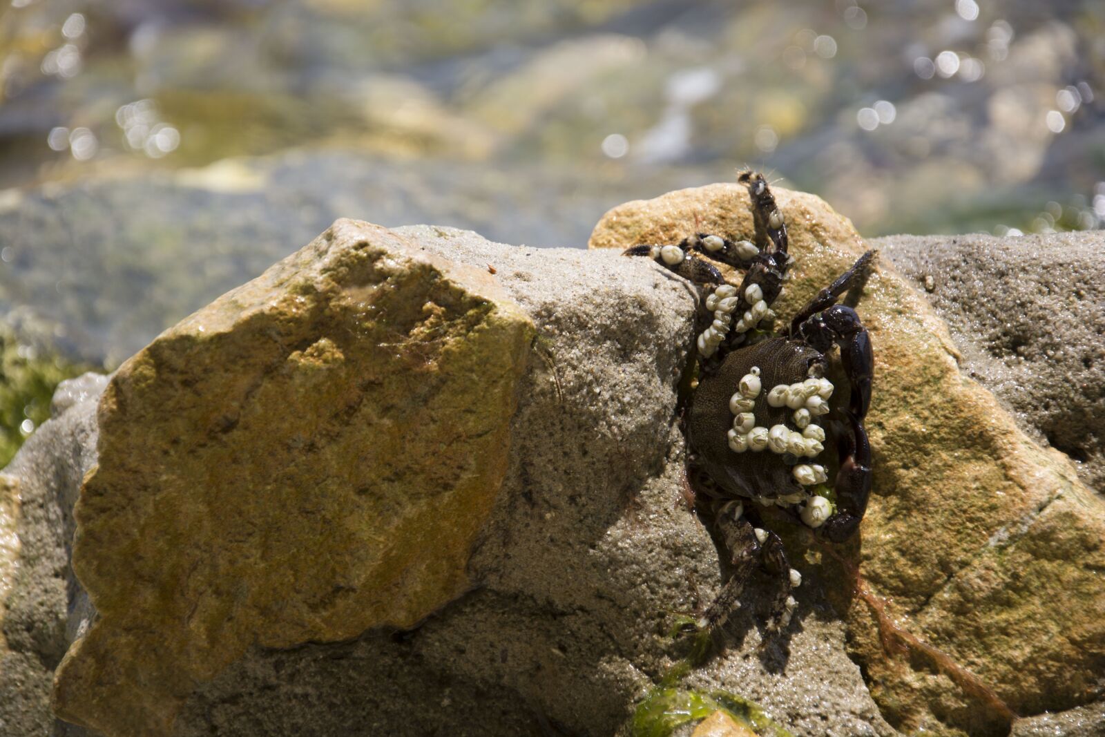 Nikon D7100 sample photo. Cancer, sea, crab photography