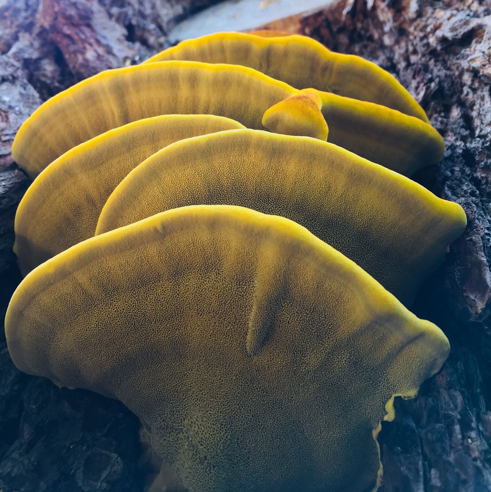 Apple iPhone 6s sample photo. Mushroom, yellow, nature photography