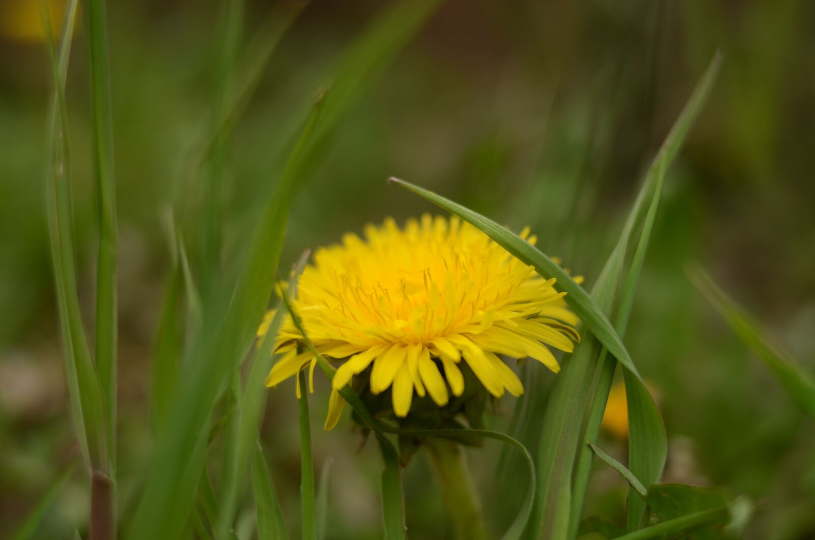 Nikon D5100 sample photo. Dandelion, pampeliska, yellow photography