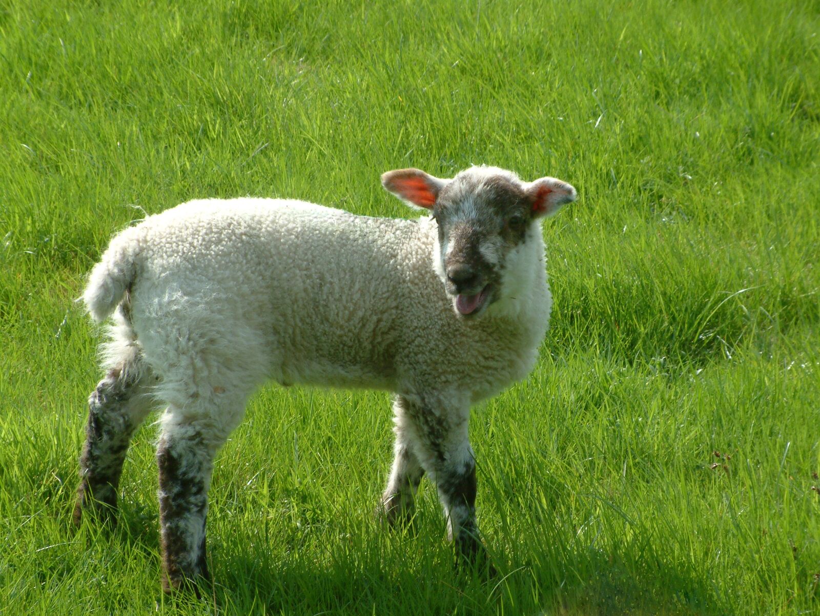 Fujifilm FinePix S602 ZOOM sample photo. Lamb, sheep, farm photography