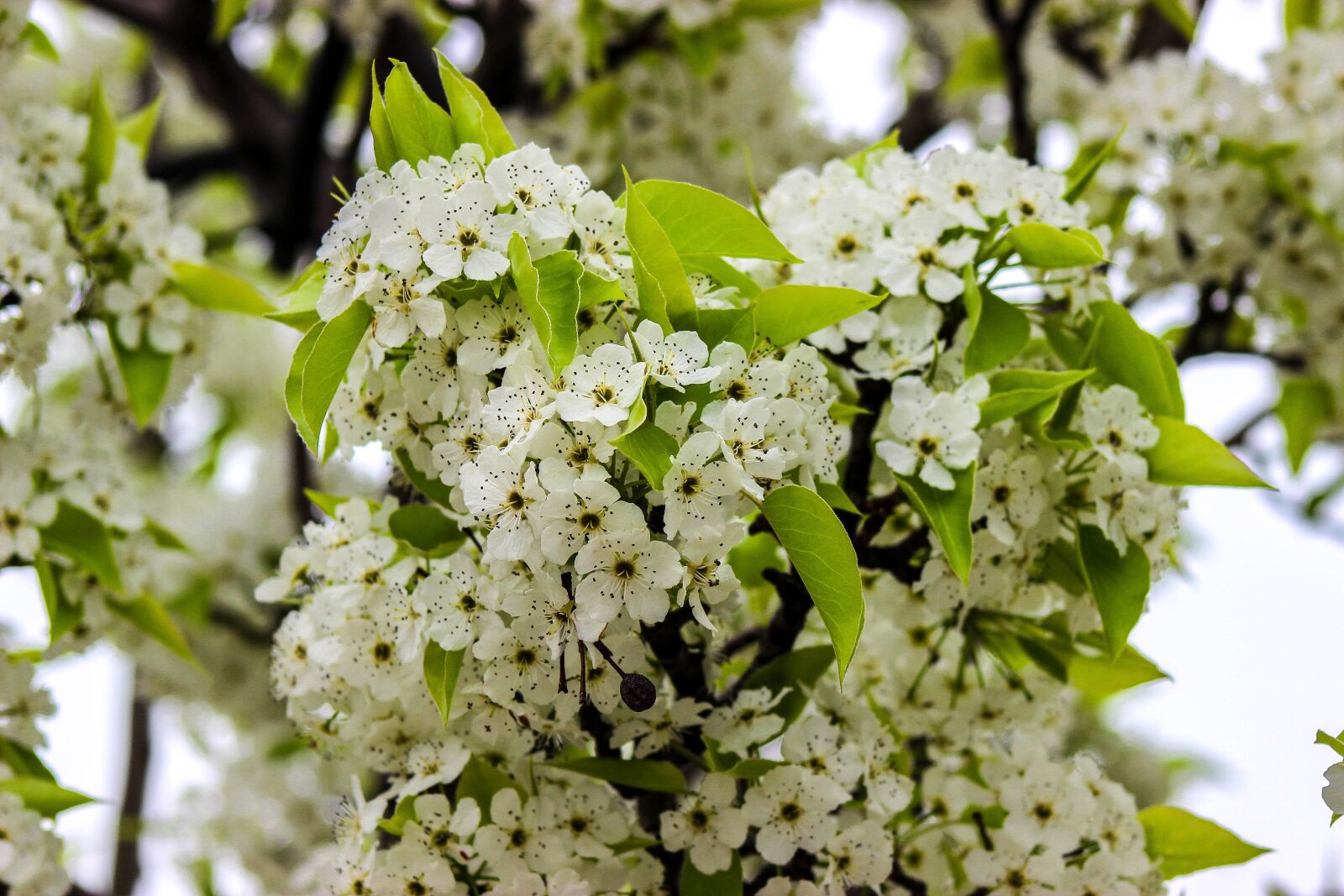 Canon EOS 600D (Rebel EOS T3i / EOS Kiss X5) sample photo. Green, flower, spring photography