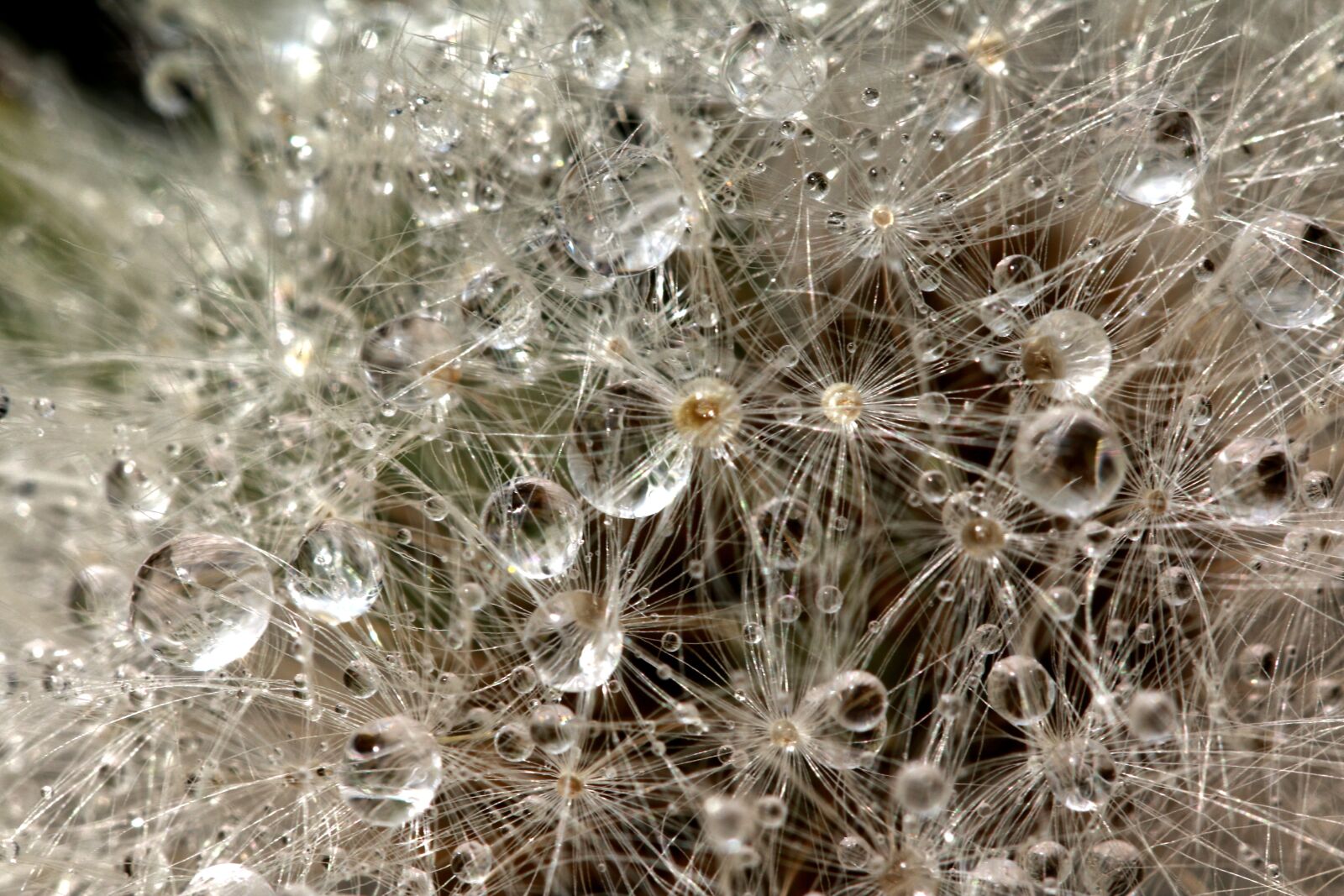 Canon EF 100mm F2.8L Macro IS USM sample photo. Drops, water, drops of photography