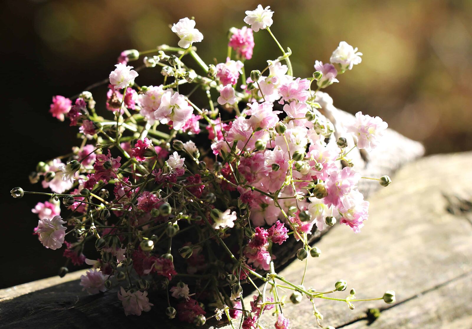 Canon EOS 550D (EOS Rebel T2i / EOS Kiss X4) sample photo. Nature, still life, flower photography