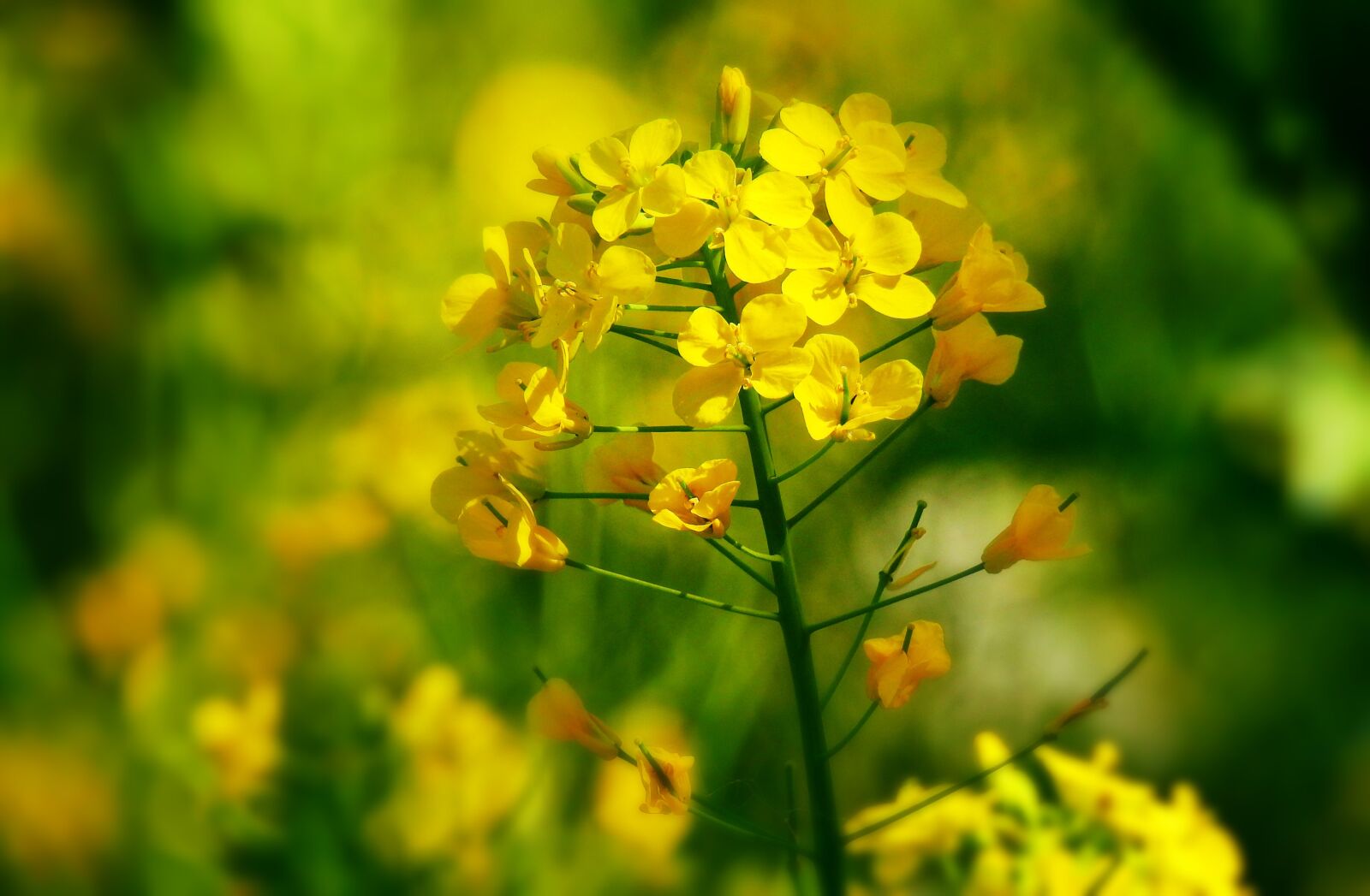 Nikon Coolpix P900 sample photo. Rape seed, flower, plant photography