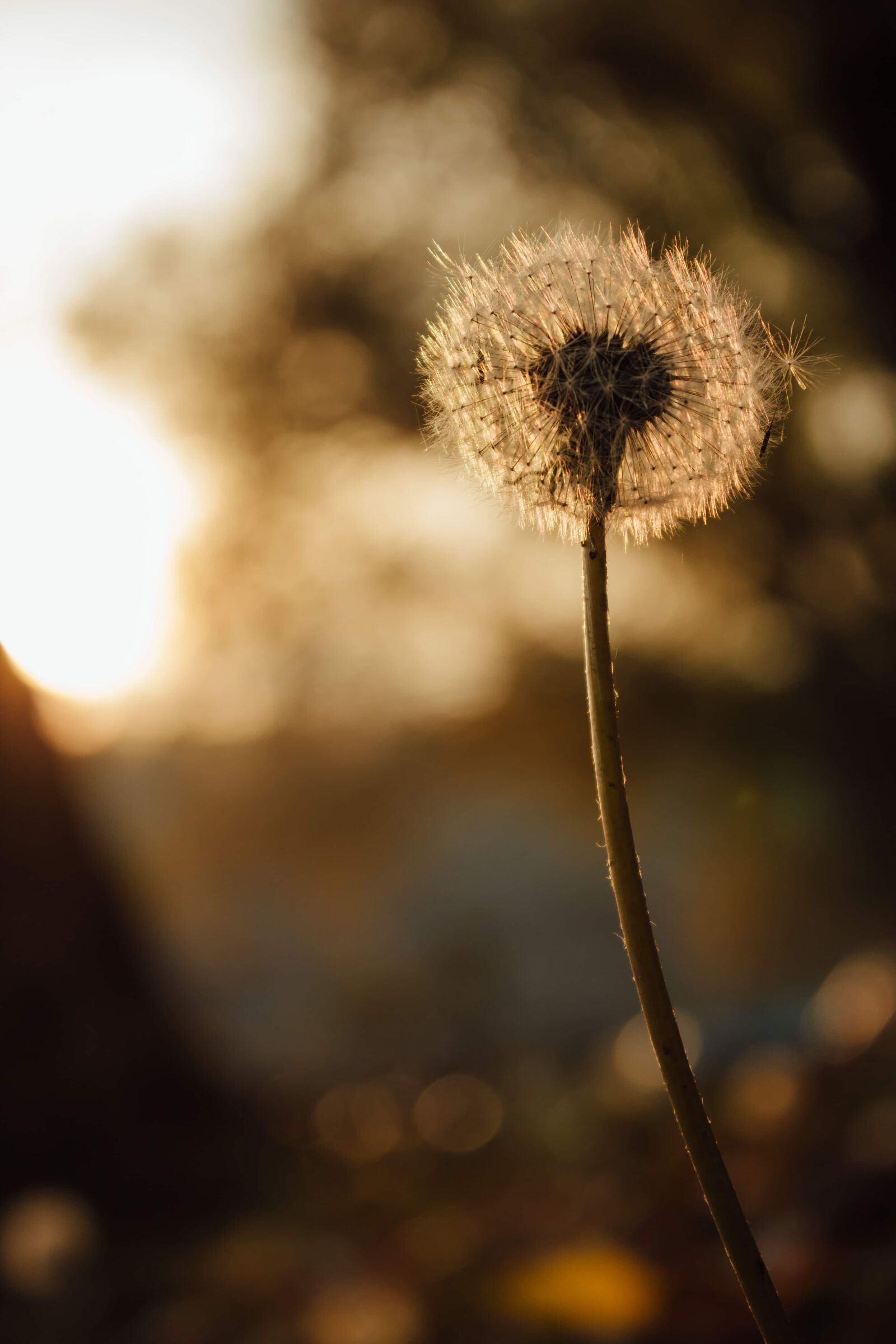 Canon EF-S 18-55mm F3.5-5.6 IS sample photo. Dandelion, brightness, sunset, sunspot photography