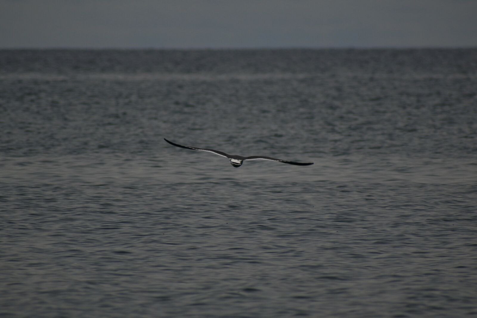 VR 70-300mm f/4.5-6.3G sample photo. Animal, sea, beach photography