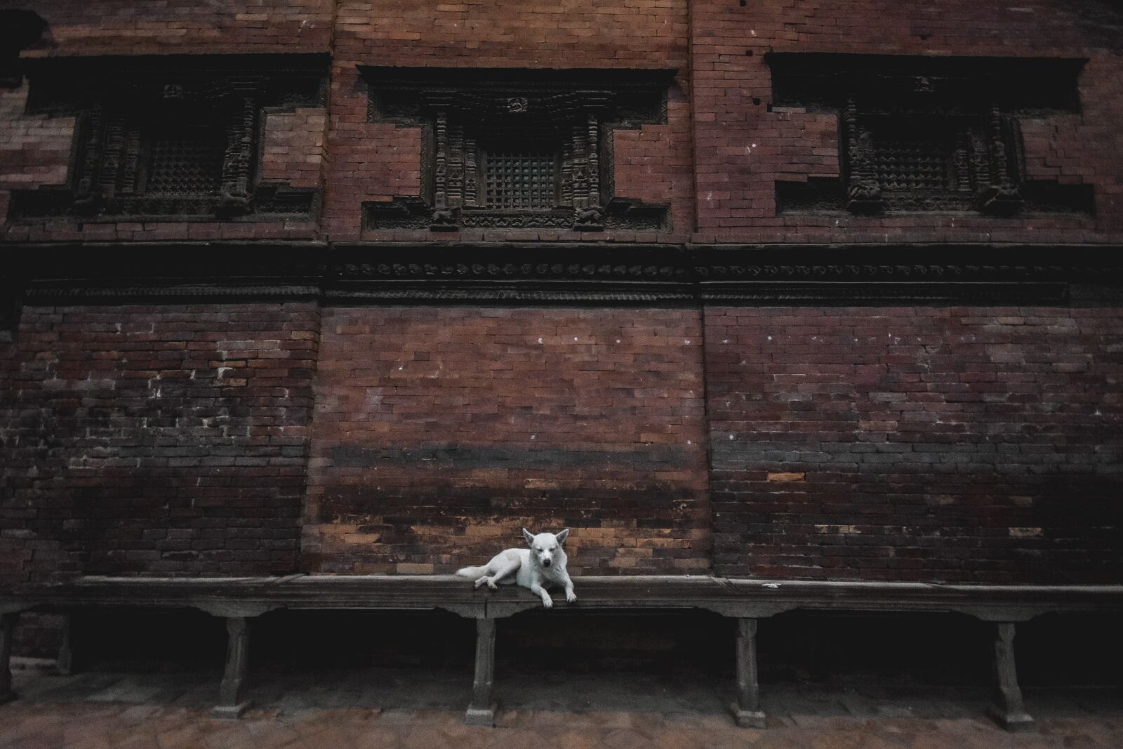 Nikon D7200 sample photo. Dog, alone, street photography
