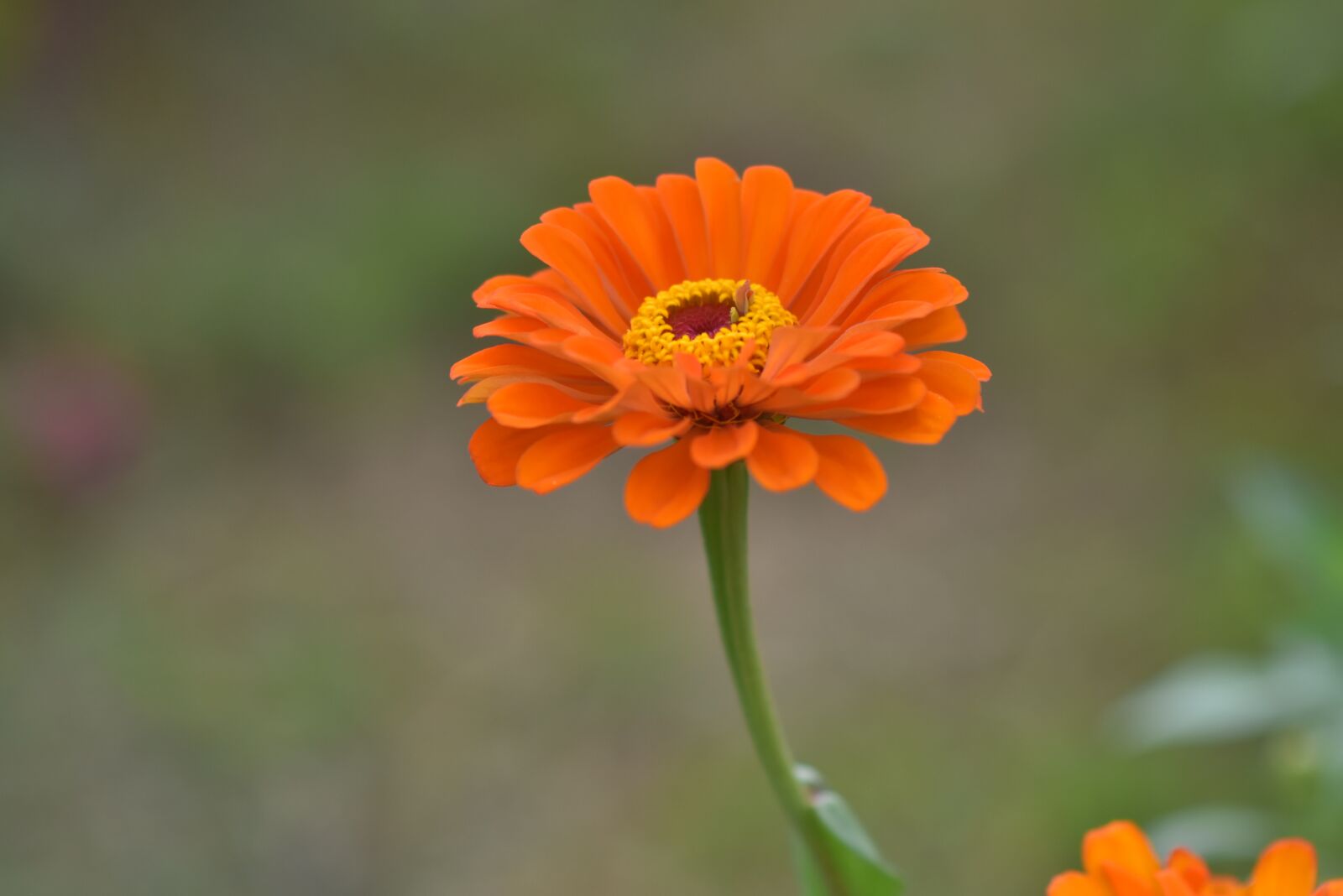 Nikon D7200 sample photo. Garden, plant, flower photography