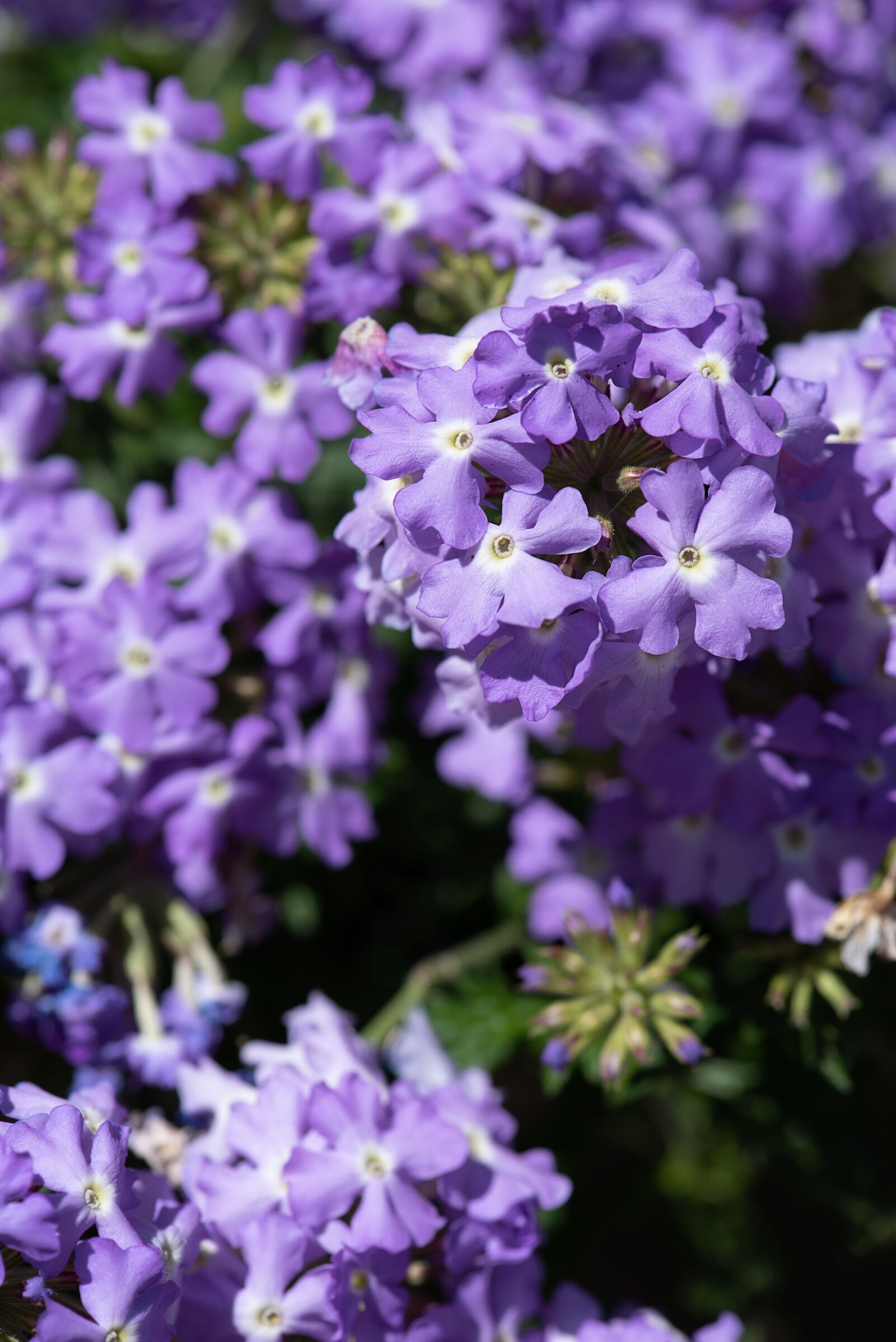 Nikon D750 sample photo. Flowers, blue, blue flowers photography