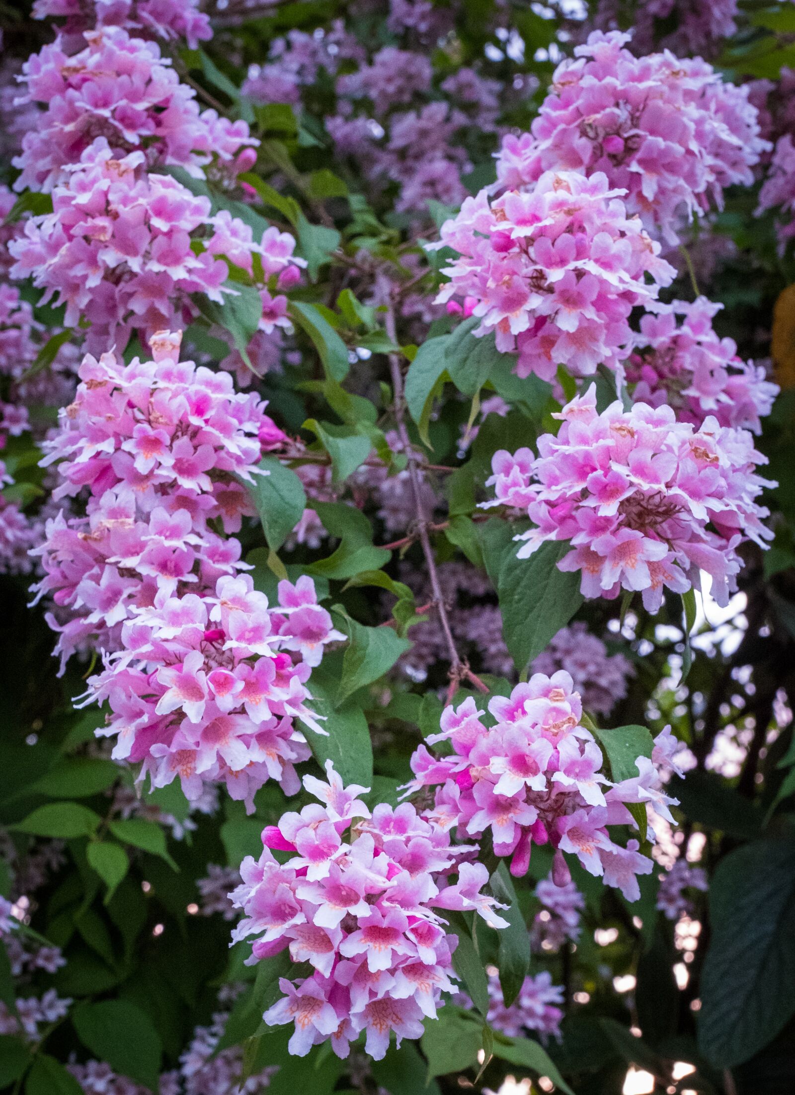 Fujifilm X-T2 sample photo. Flowers, pink, white photography