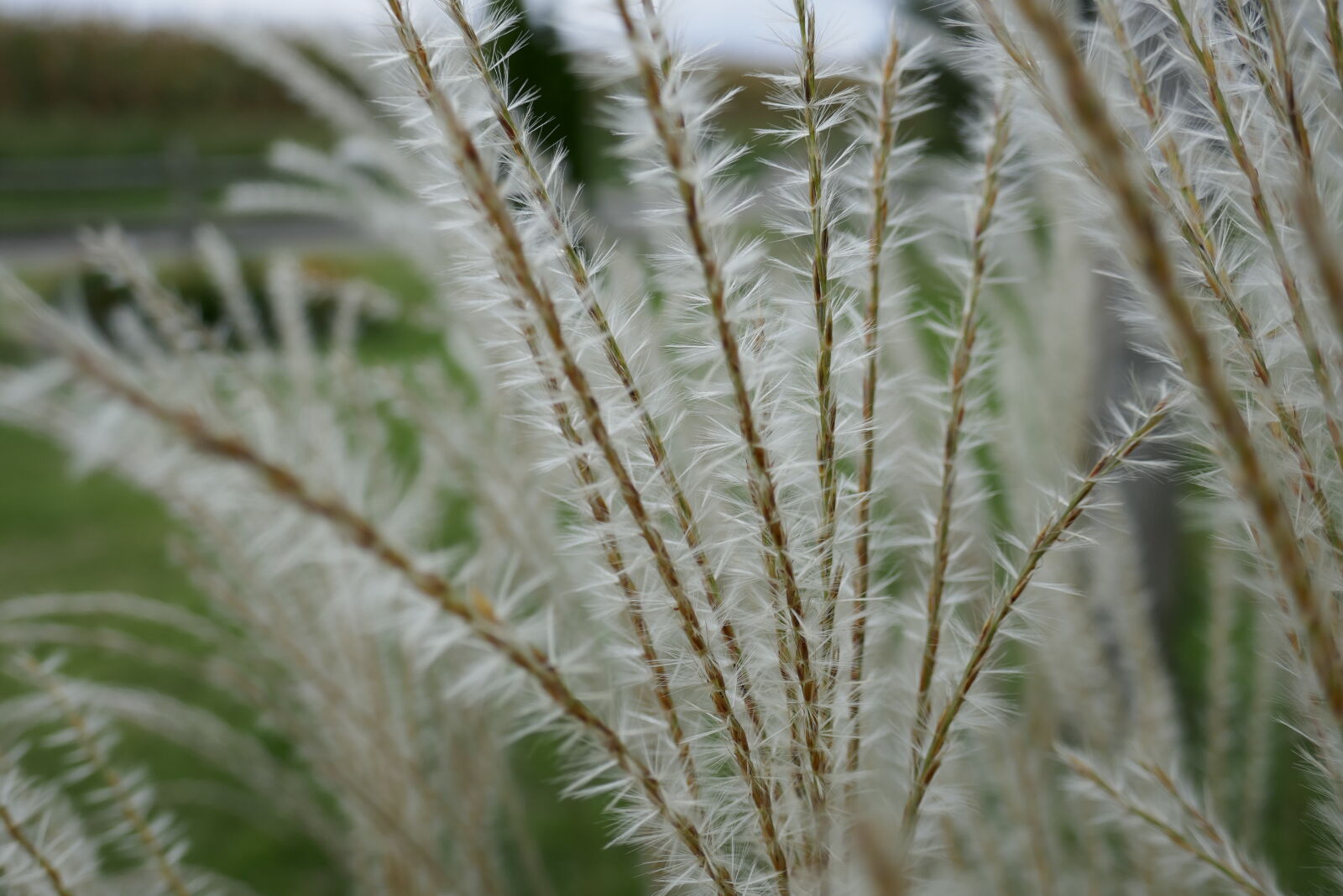 Panasonic Lumix DMC-ZS100 (Lumix DMC-TZ100) sample photo. Grass, grass, flower, ornamental photography