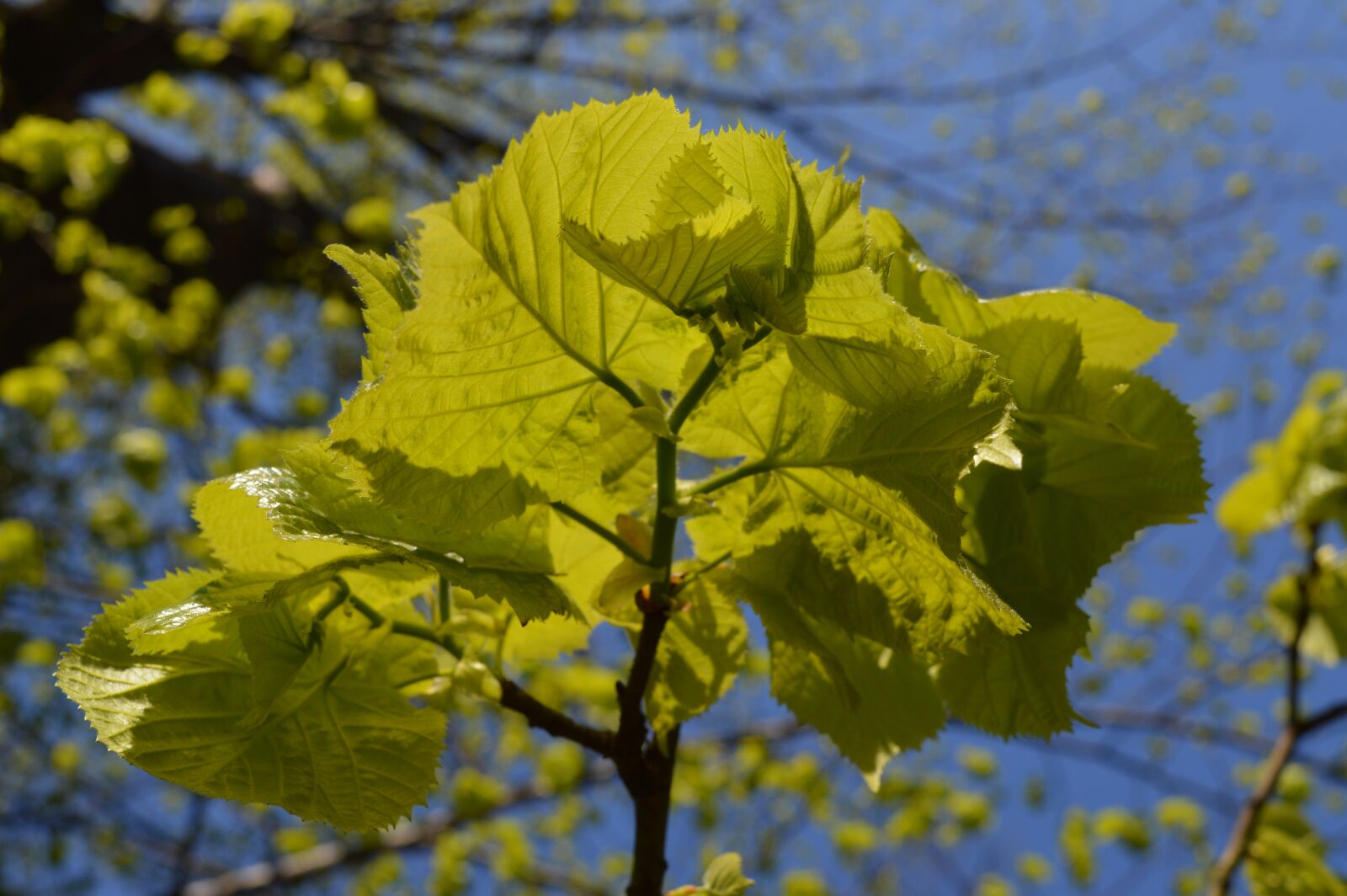 Nikon D3200 sample photo. Tree, sheet, nature photography