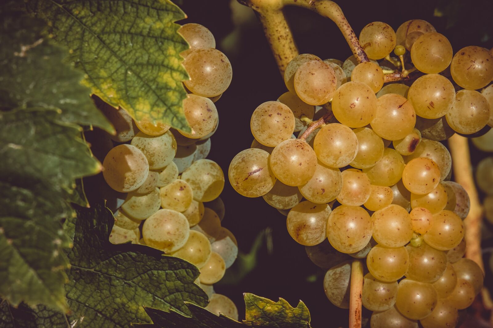 Fujifilm XF 55-200mm F3.5-4.8 R LM OIS sample photo. Grapes, fruit, table grapes photography