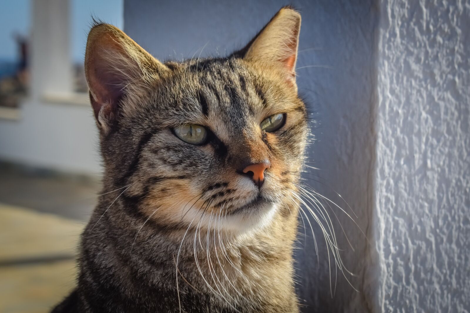 Nikon D3300 sample photo. Cat, stray, animal photography