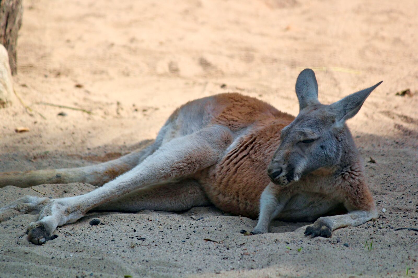Canon EOS 550D (EOS Rebel T2i / EOS Kiss X4) sample photo. Kangaroo, red, marsupial photography