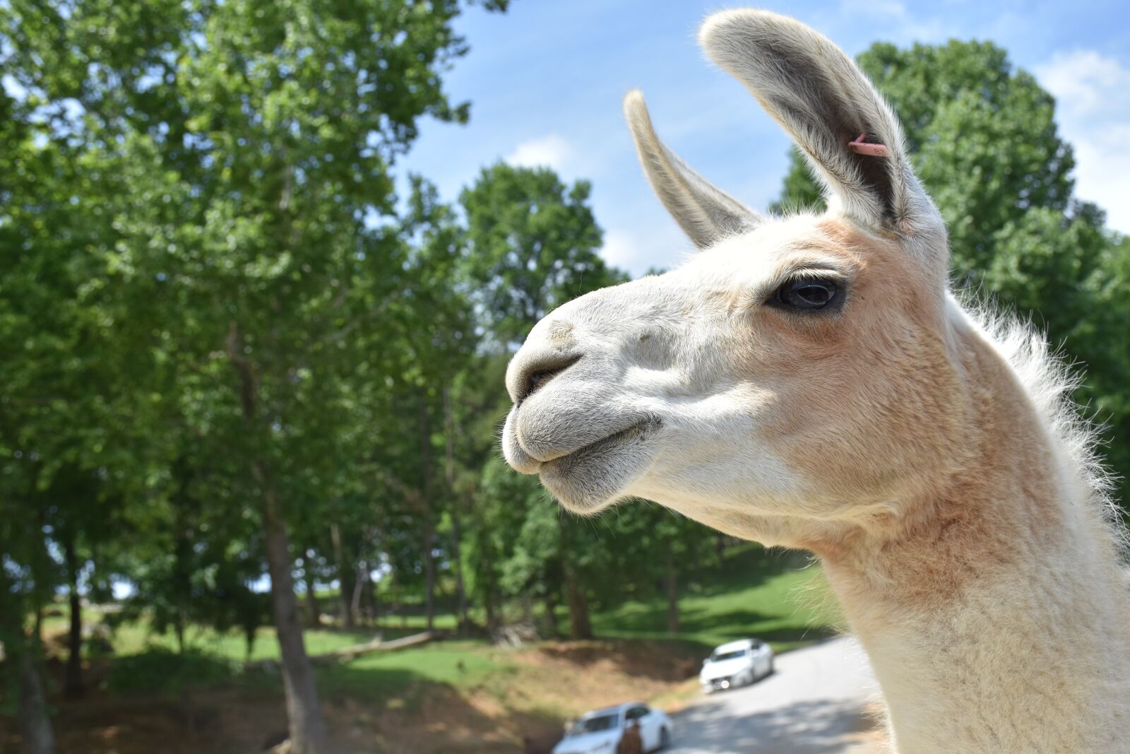 Nikon D7200 sample photo. Llama, animal, alpaca photography