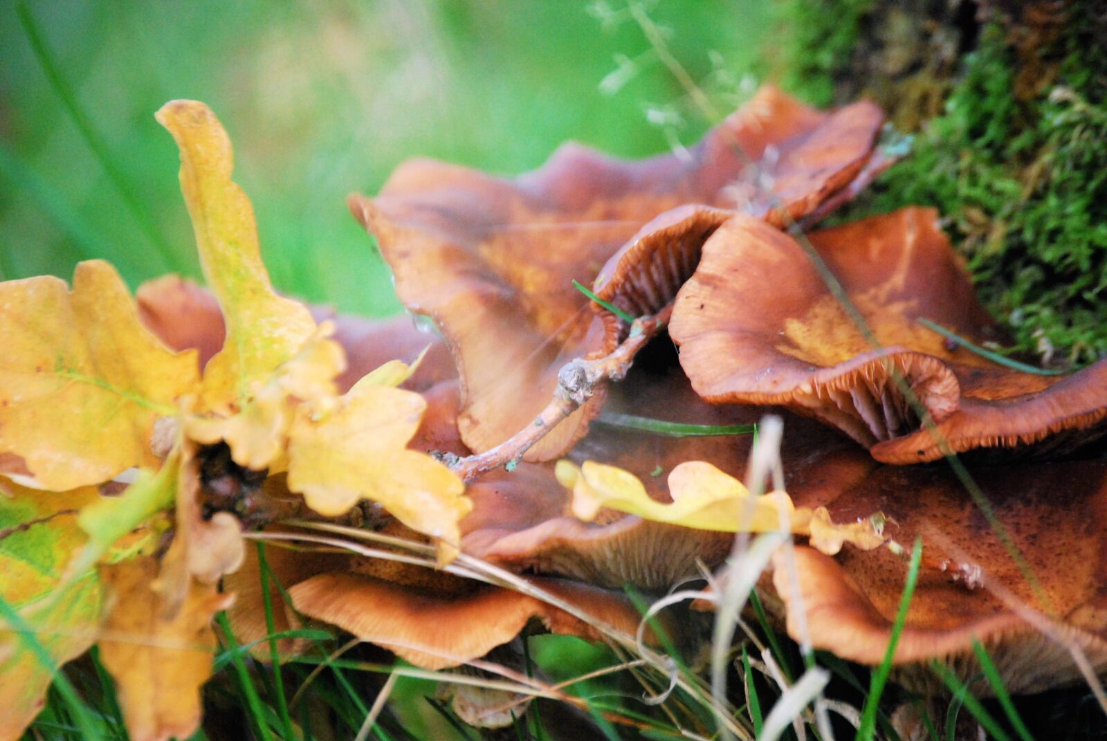 Nikon D40X sample photo. Mushrooms, autumn photography