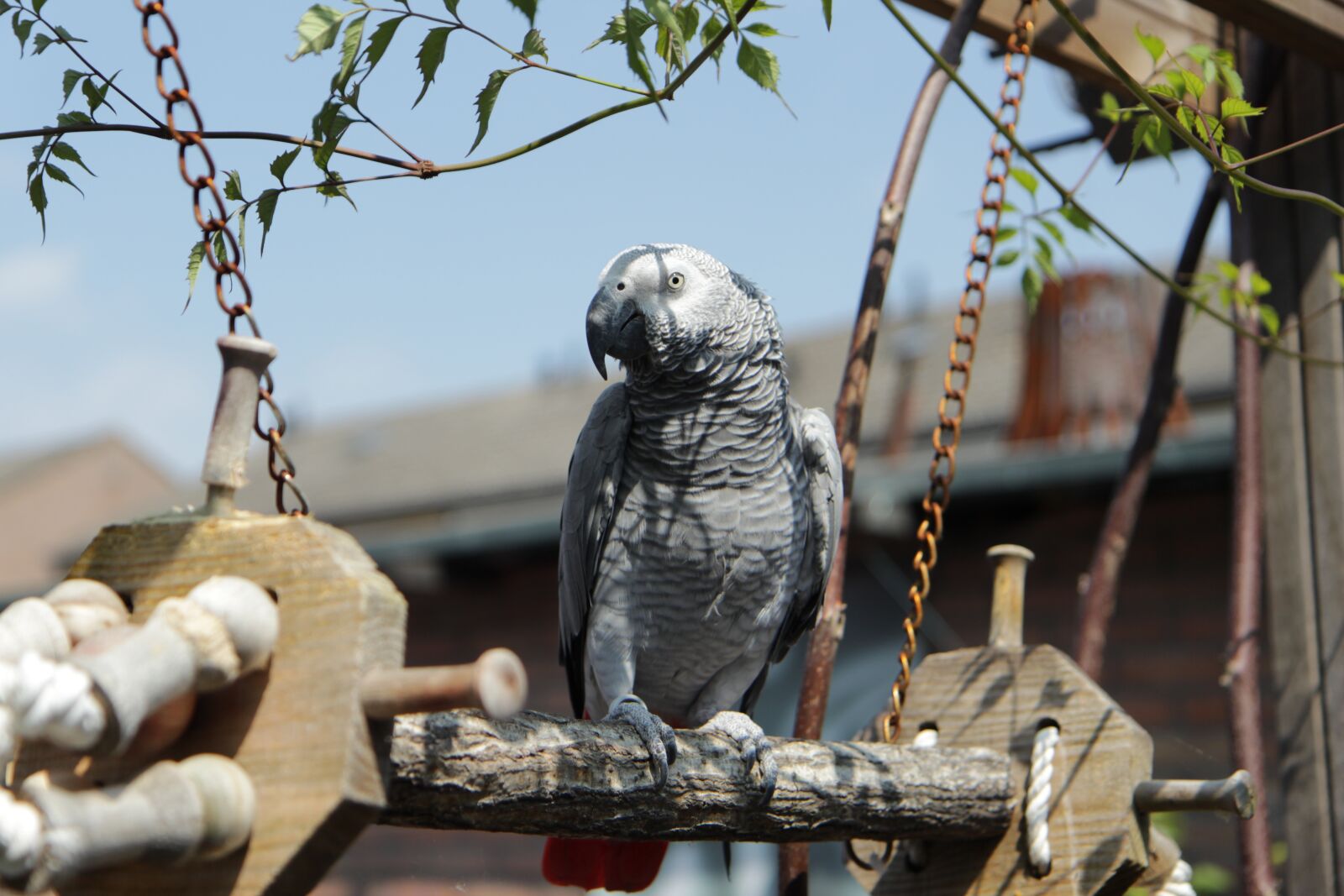 Canon EOS 600D (Rebel EOS T3i / EOS Kiss X5) sample photo. Africangreyparrot, grijzeroodstaart, congo photography