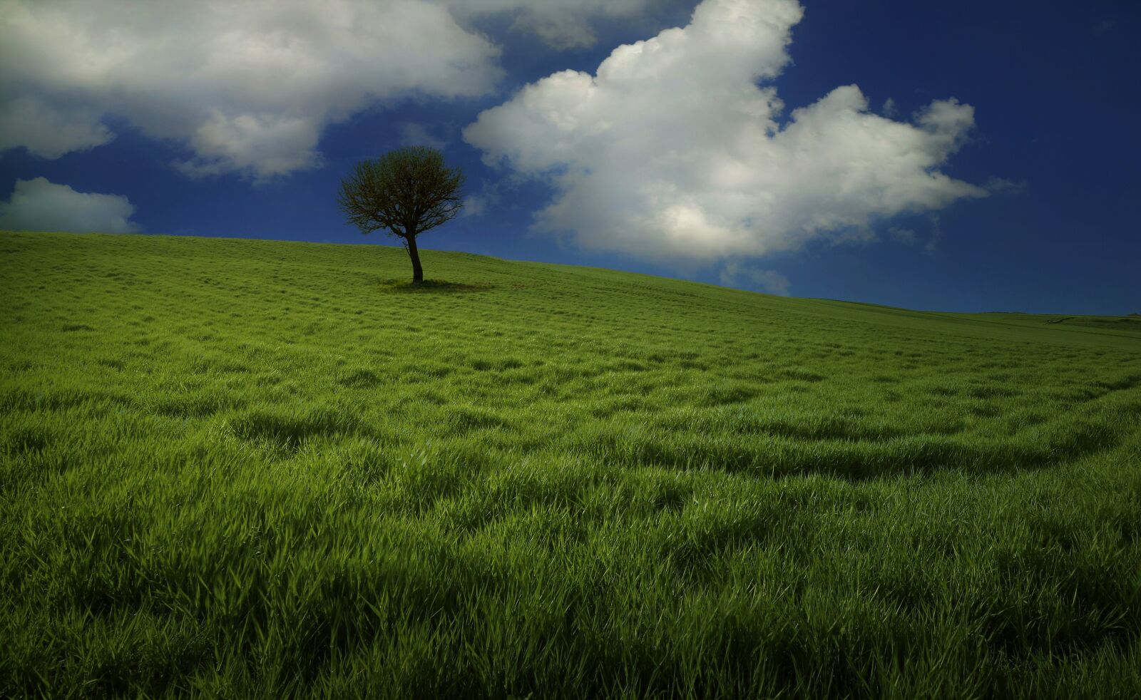 Nikon D7200 sample photo. Spring, green, nature photography