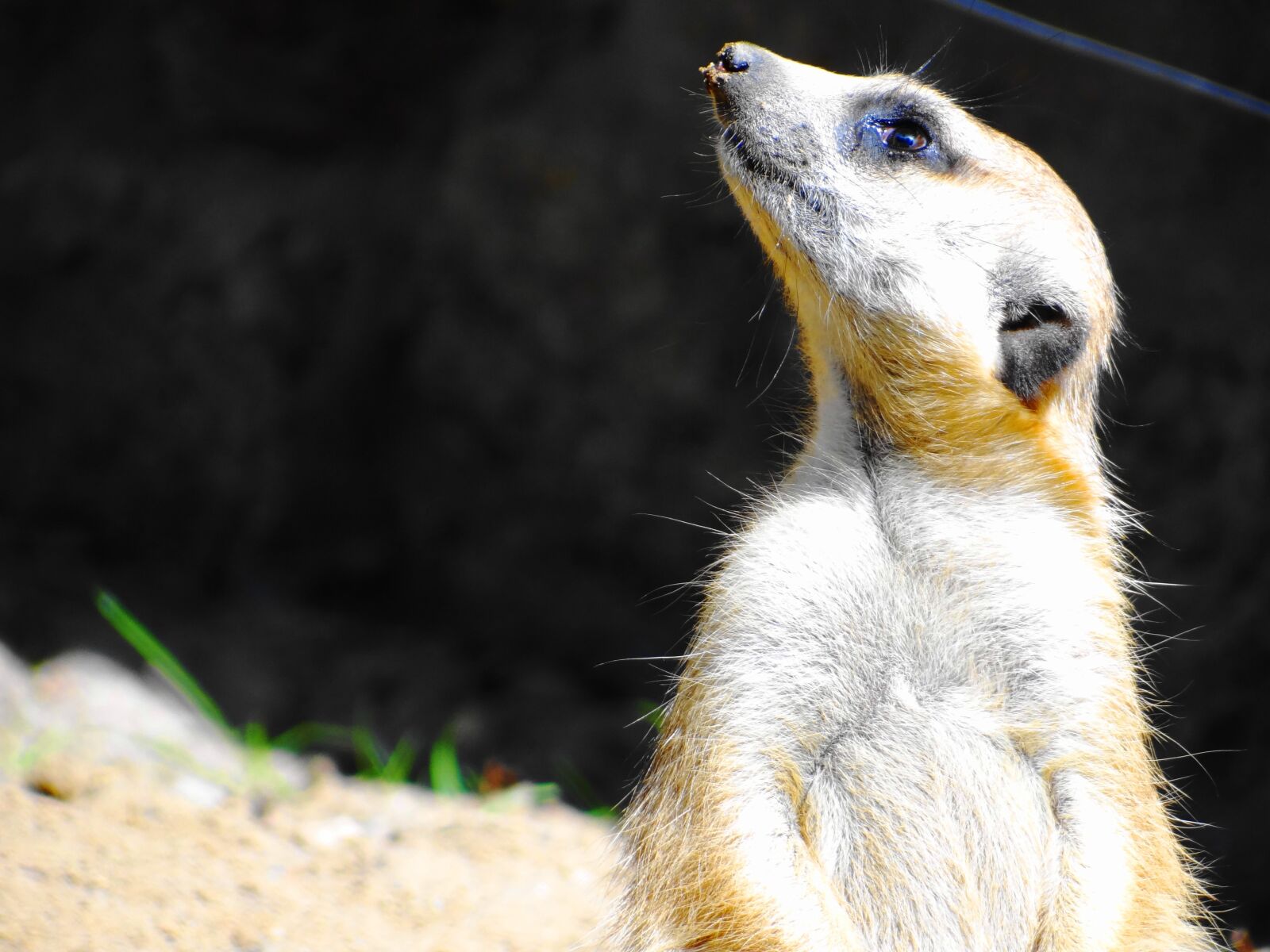 Sony Cyber-shot DSC-HX100V sample photo. Suricate, wild, animal photography